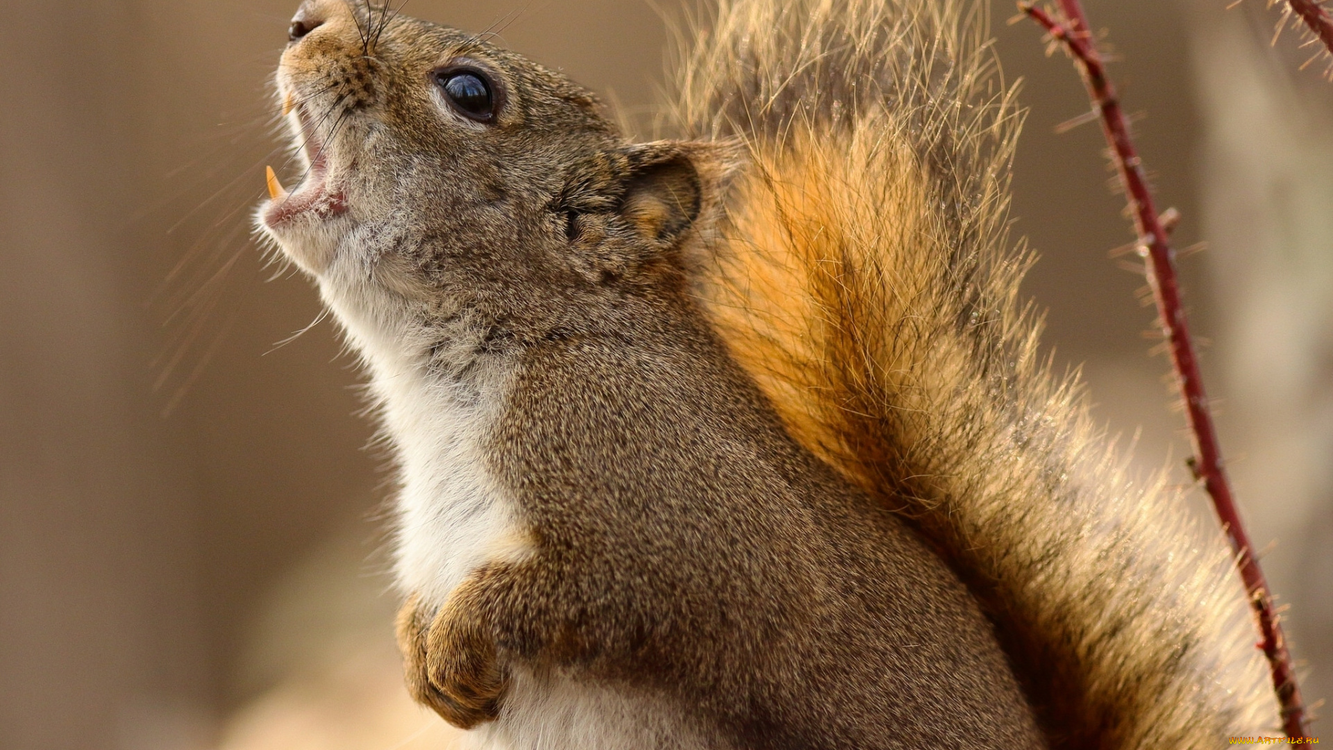 животные, белки, ветки