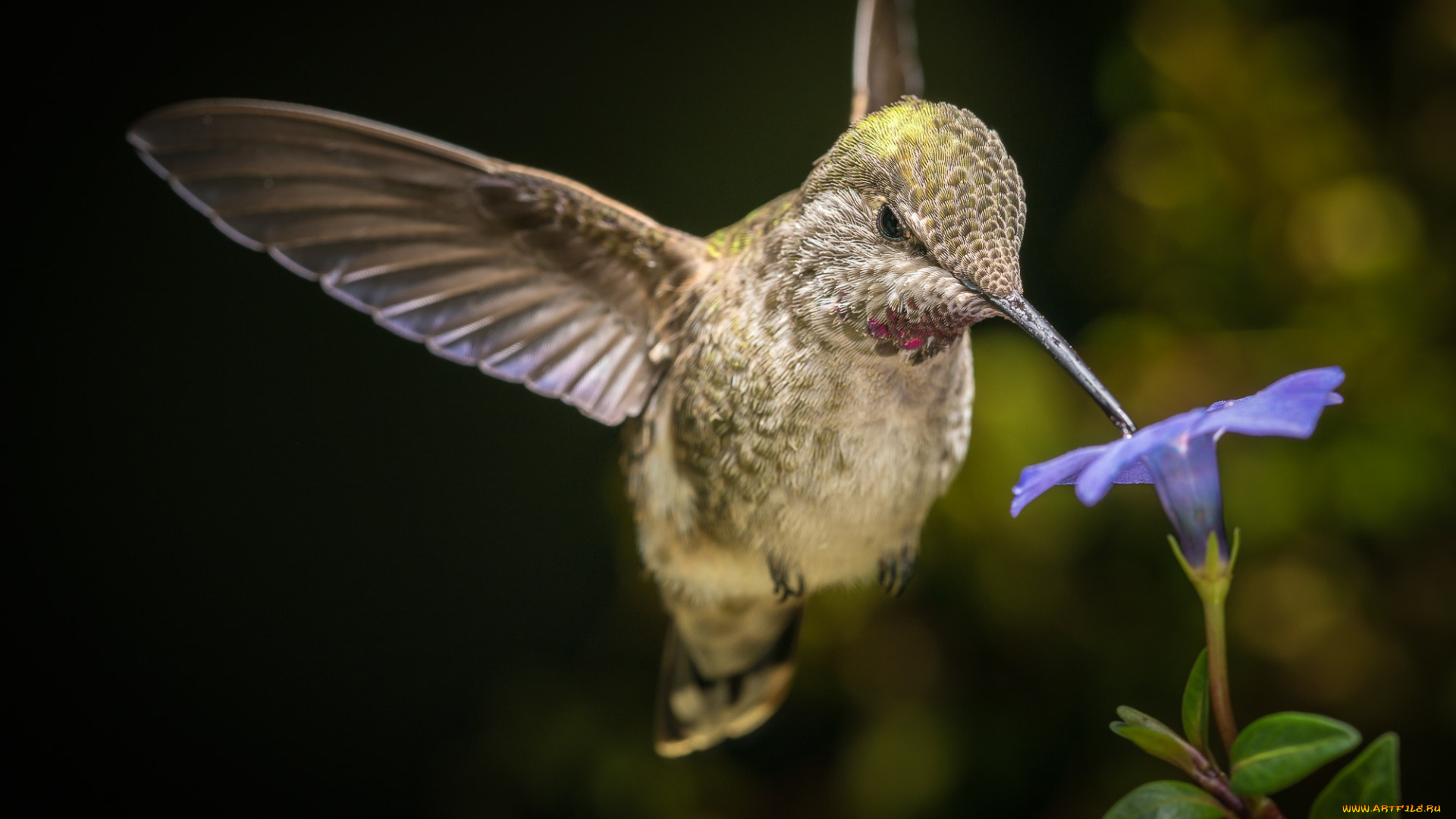 животные, колибри, боке, птичка, полёт, цветок