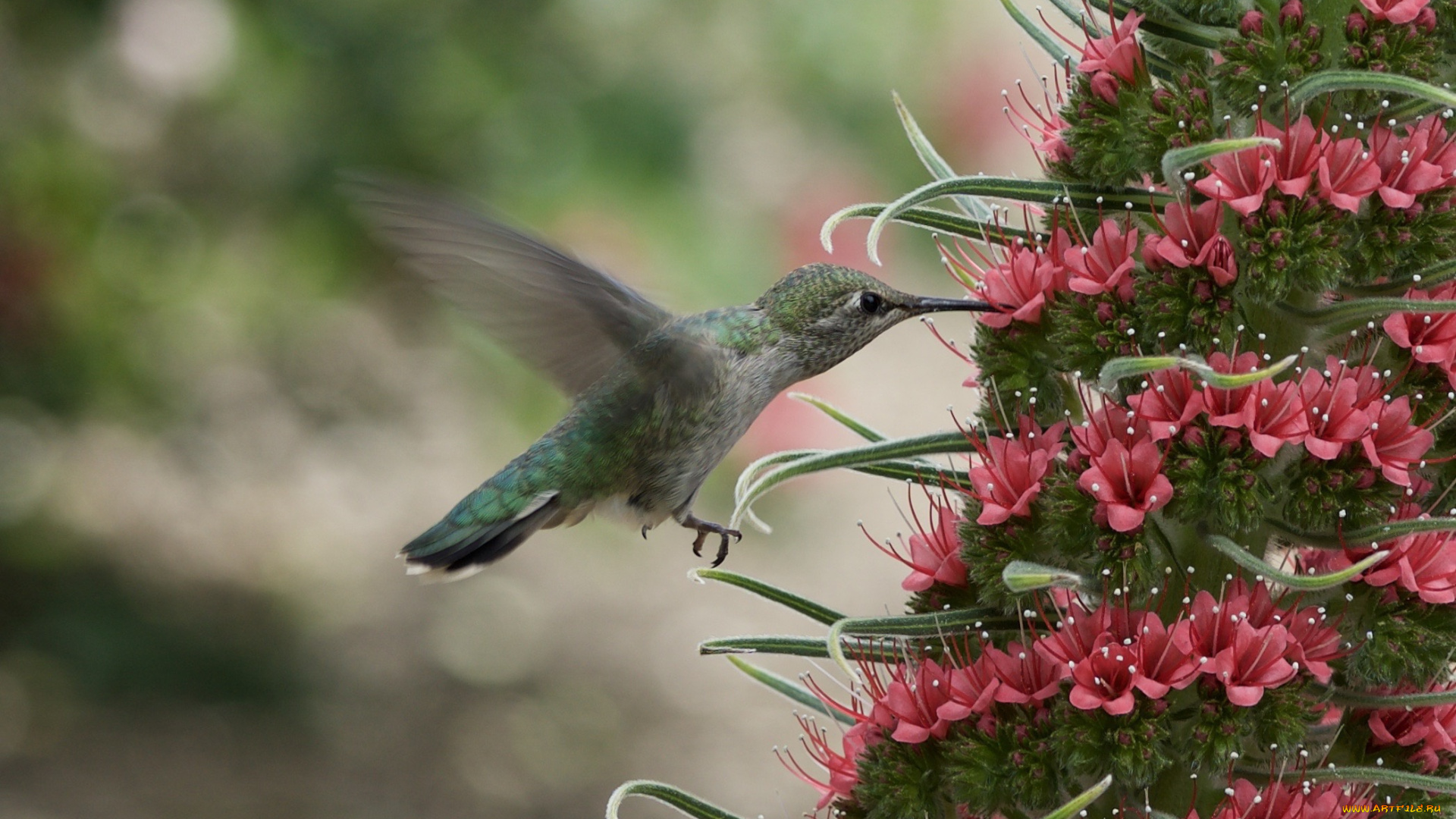 животные, колибри, птичка, боке, нектар, цветок