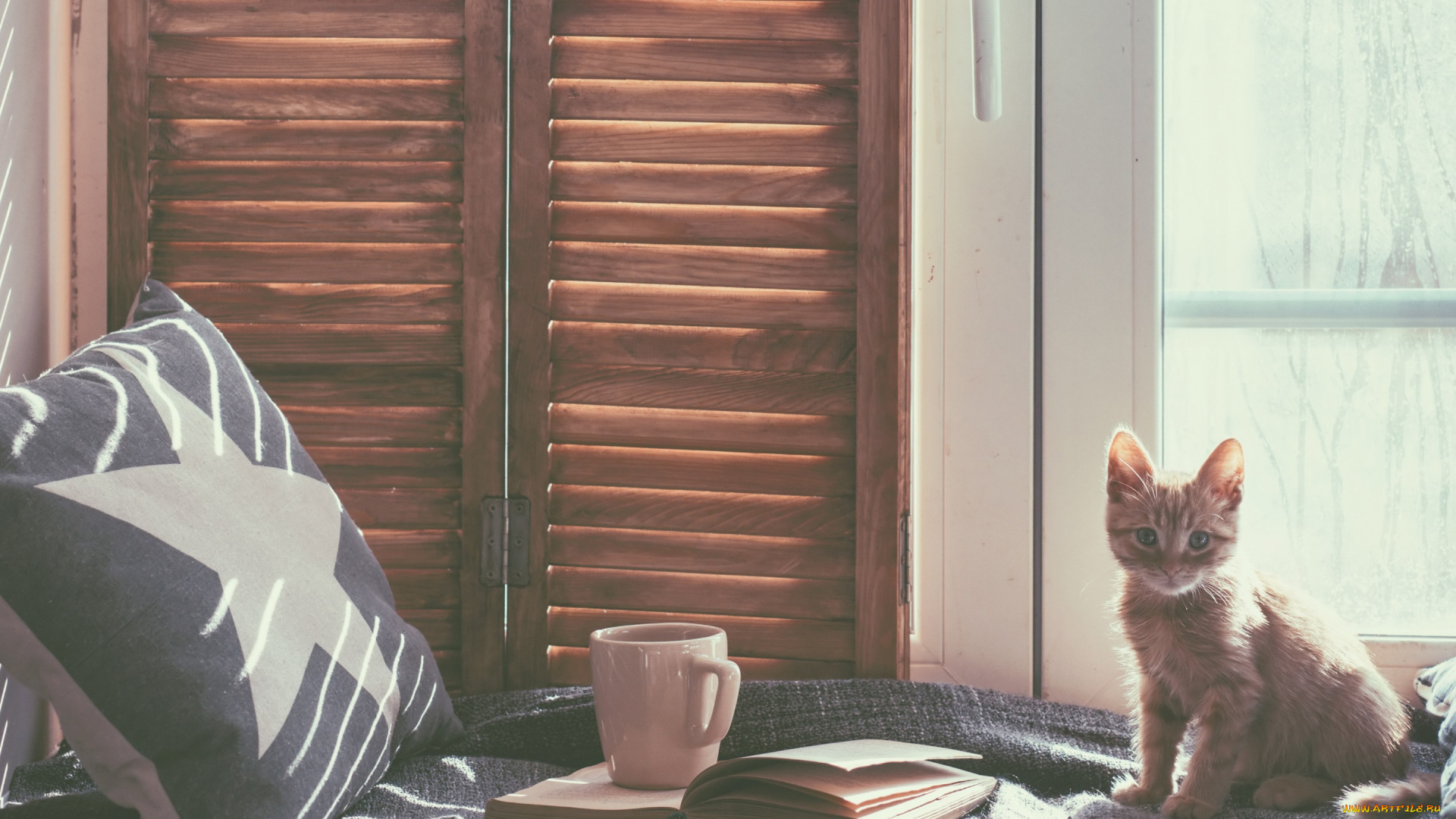 животные, коты, подушка, кровать, книга, комната, кружка, окно, котёнок, кот, кошка