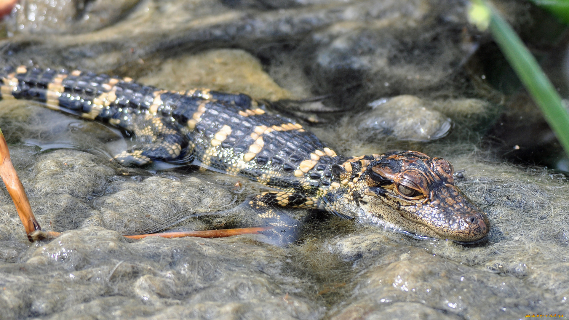 животные, крокодилы, крокодил
