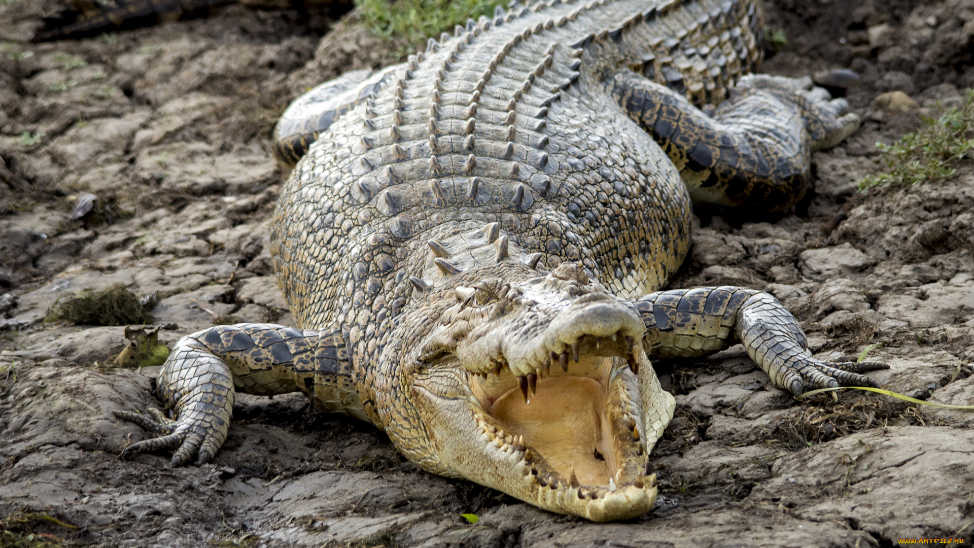 животные, крокодилы, крокодил