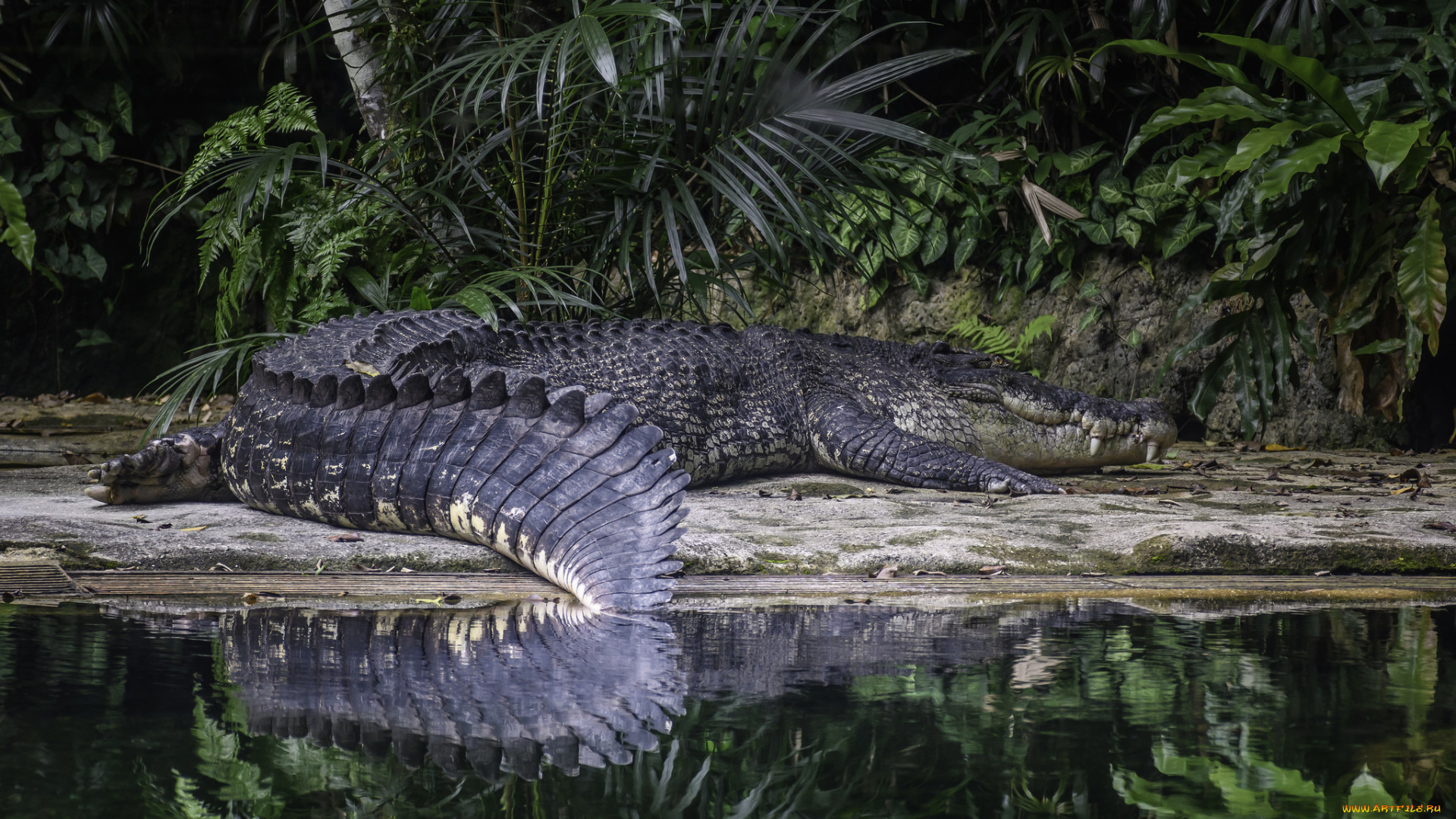 животные, крокодилы, крокодил