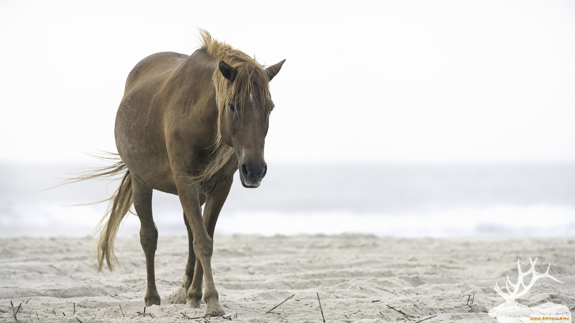 животные, лошади, большая, грива, лошадь, окрас