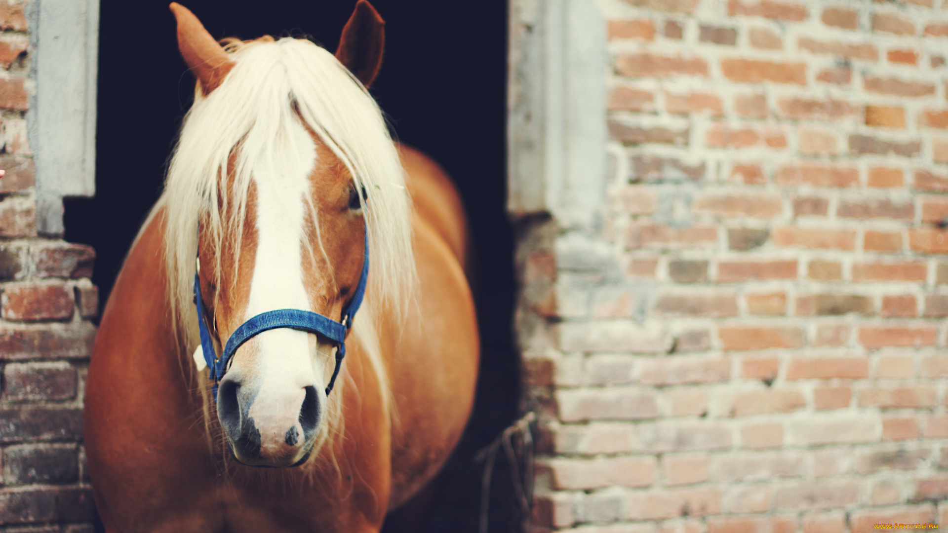 животные, лошади, стена, кирпичная