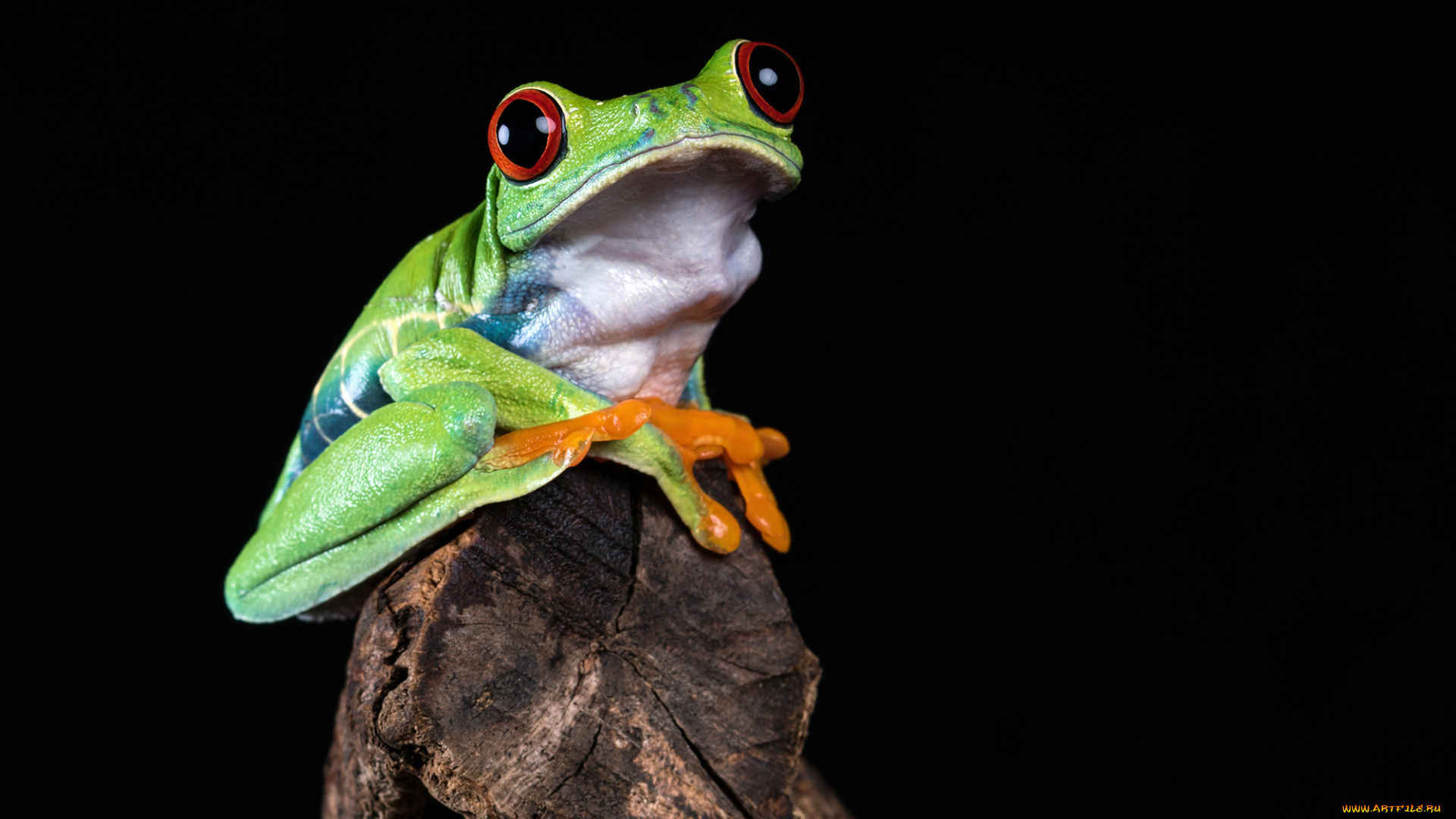 животные, лягушки, лягушка