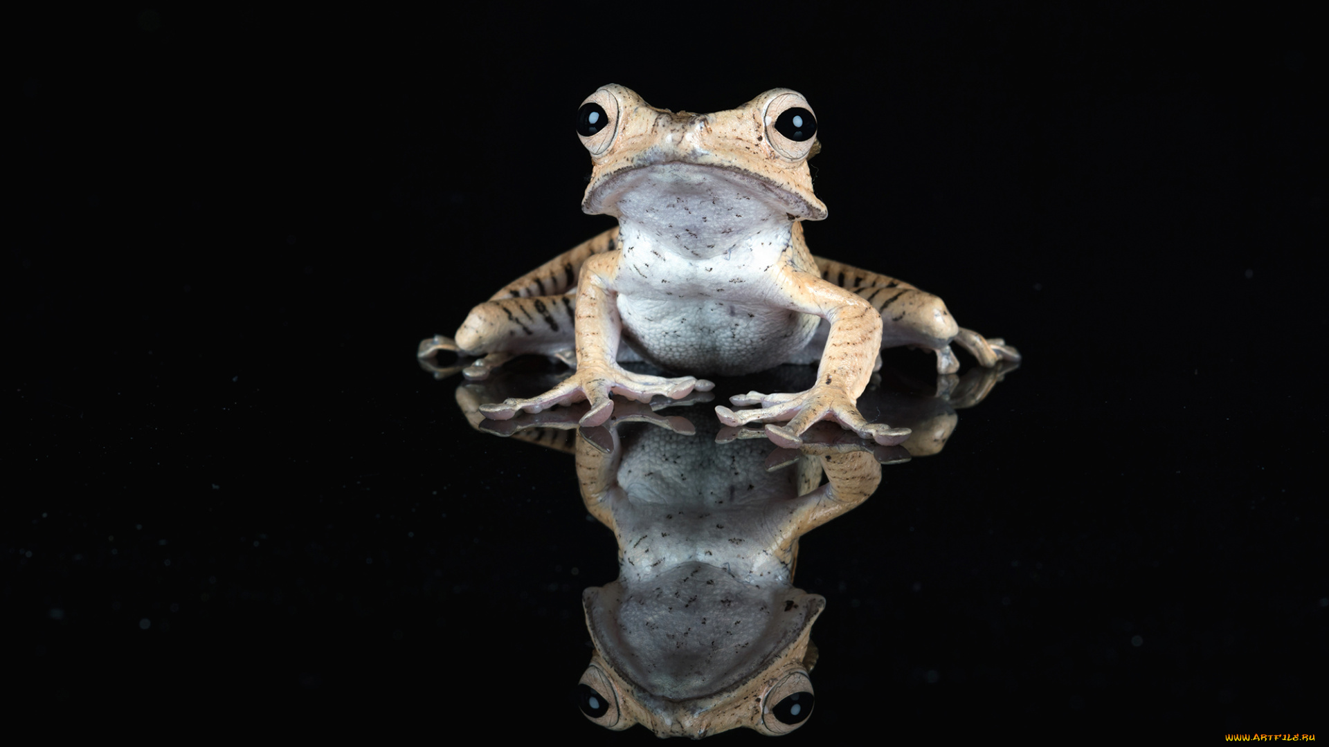животные, лягушки, лягушка