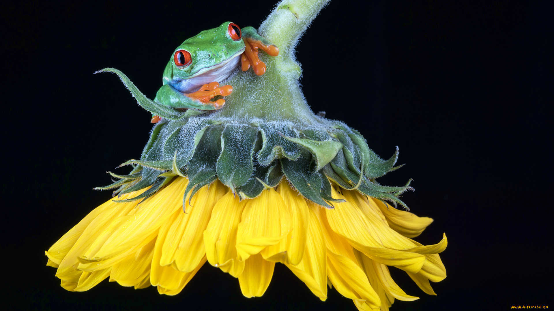 животные, лягушки, лягушка