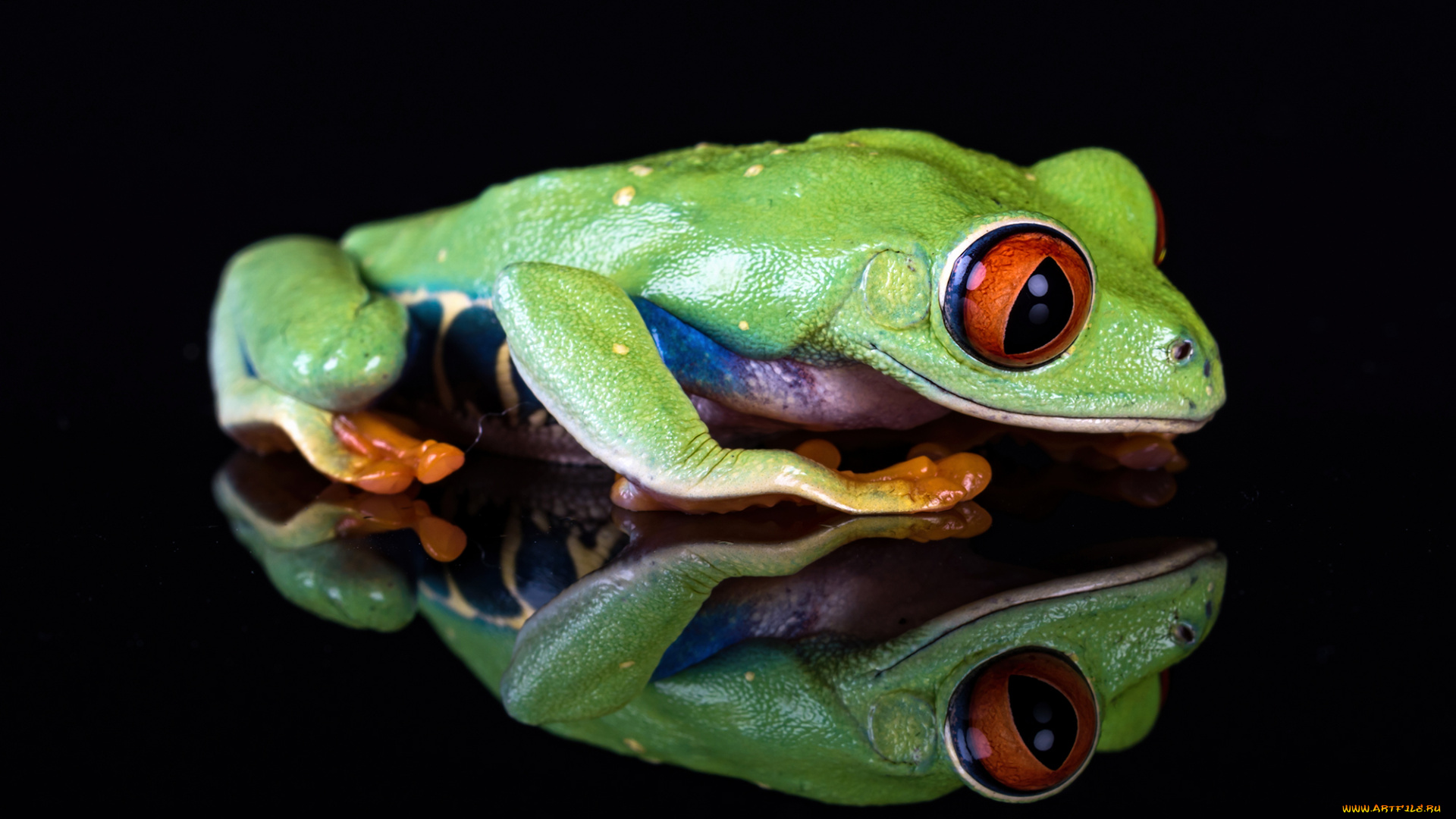 животные, лягушки, лягушка