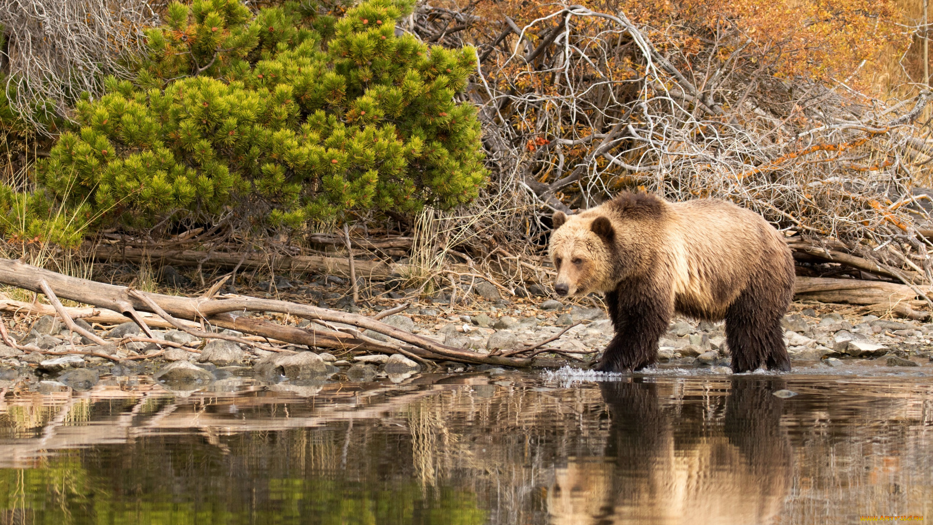 животные, медведи, кусты, бурый, камни, медведь, вода, природа