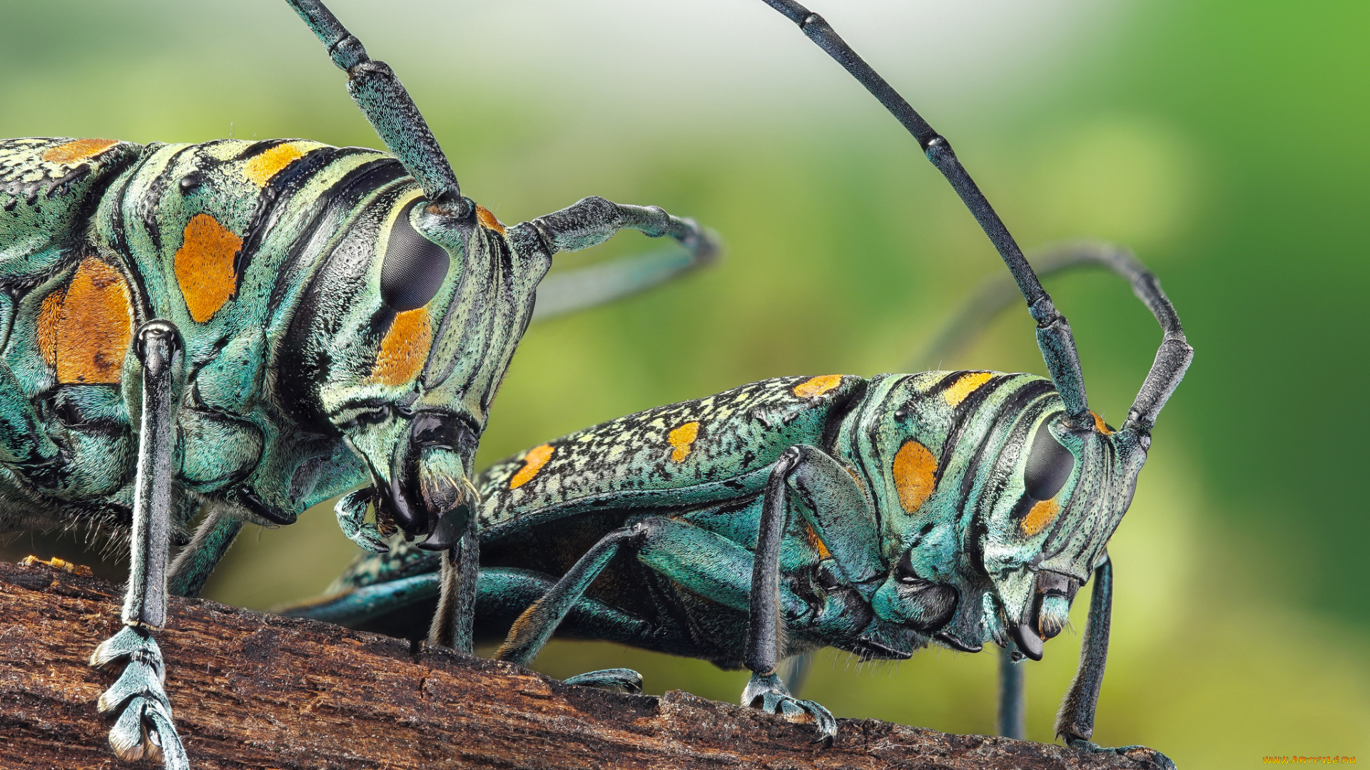 животные, насекомые, макро, фон, насекомое
