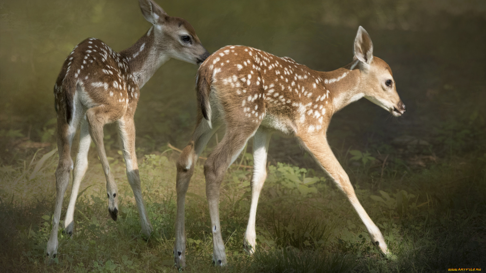 животные, олени, малыши, большой, шерсть, окрас, олень