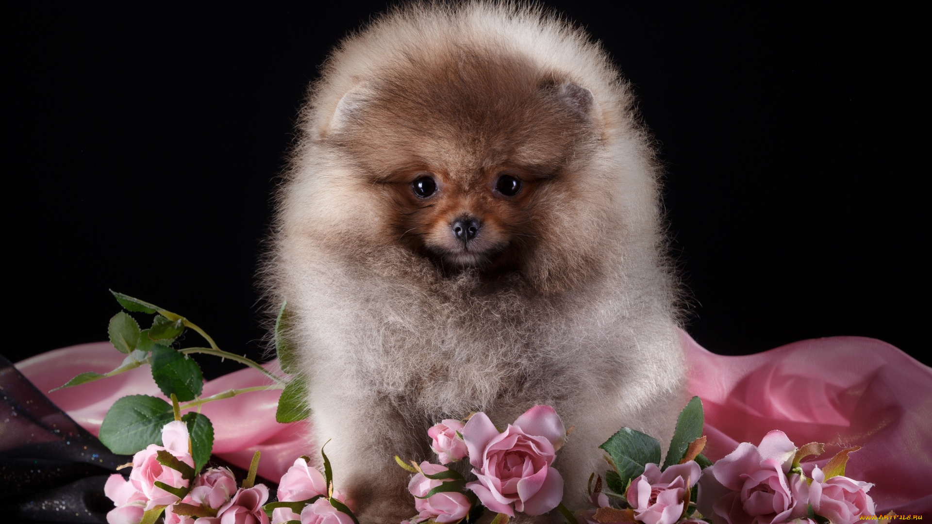 животные, собаки, черный, фон, цветы