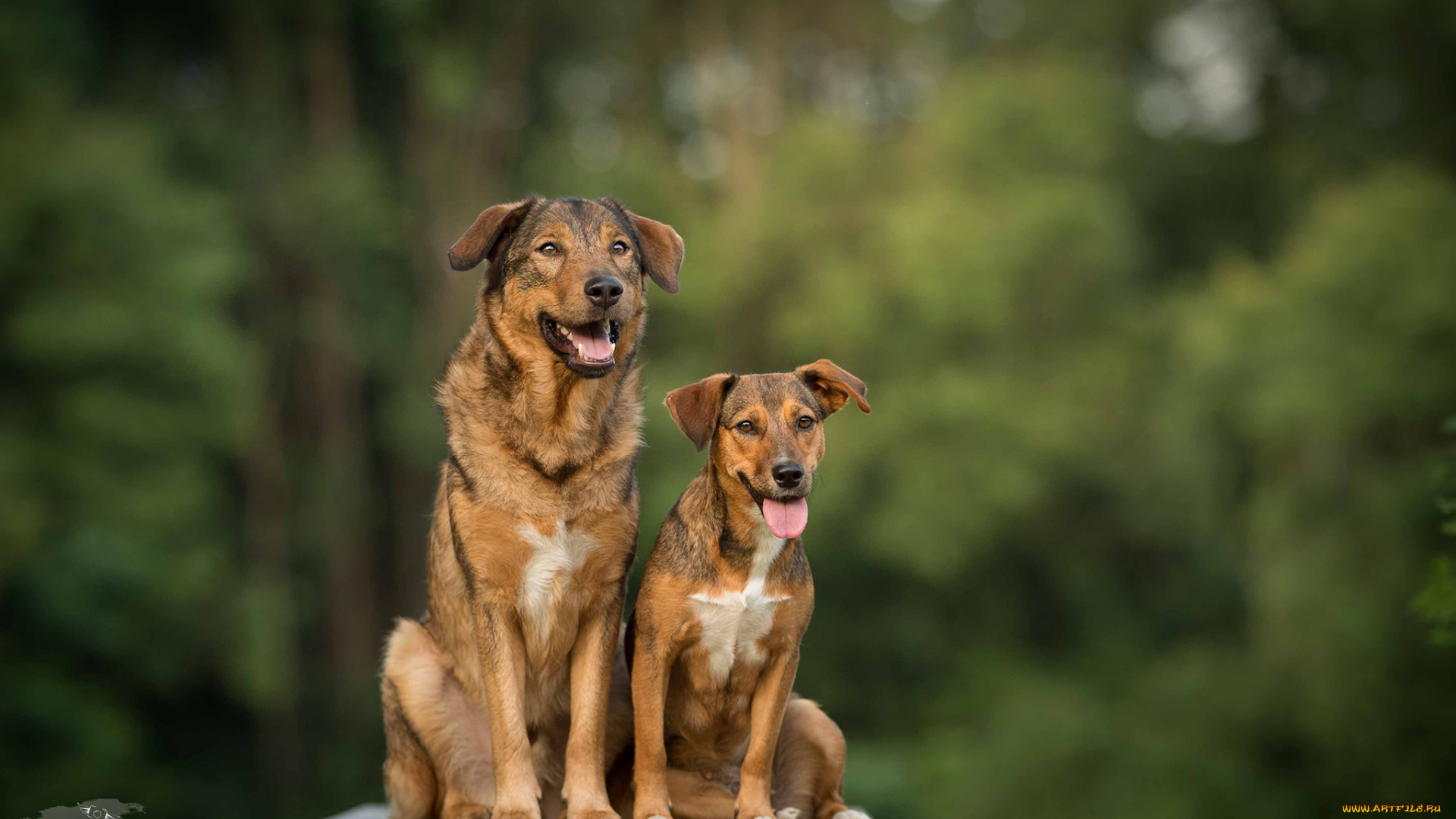 животные, собаки, окрас, животное, порода, шерсть, собака