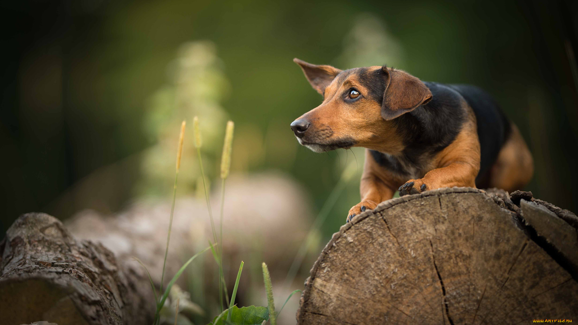 животные, собаки, сабака, трава, прогулка