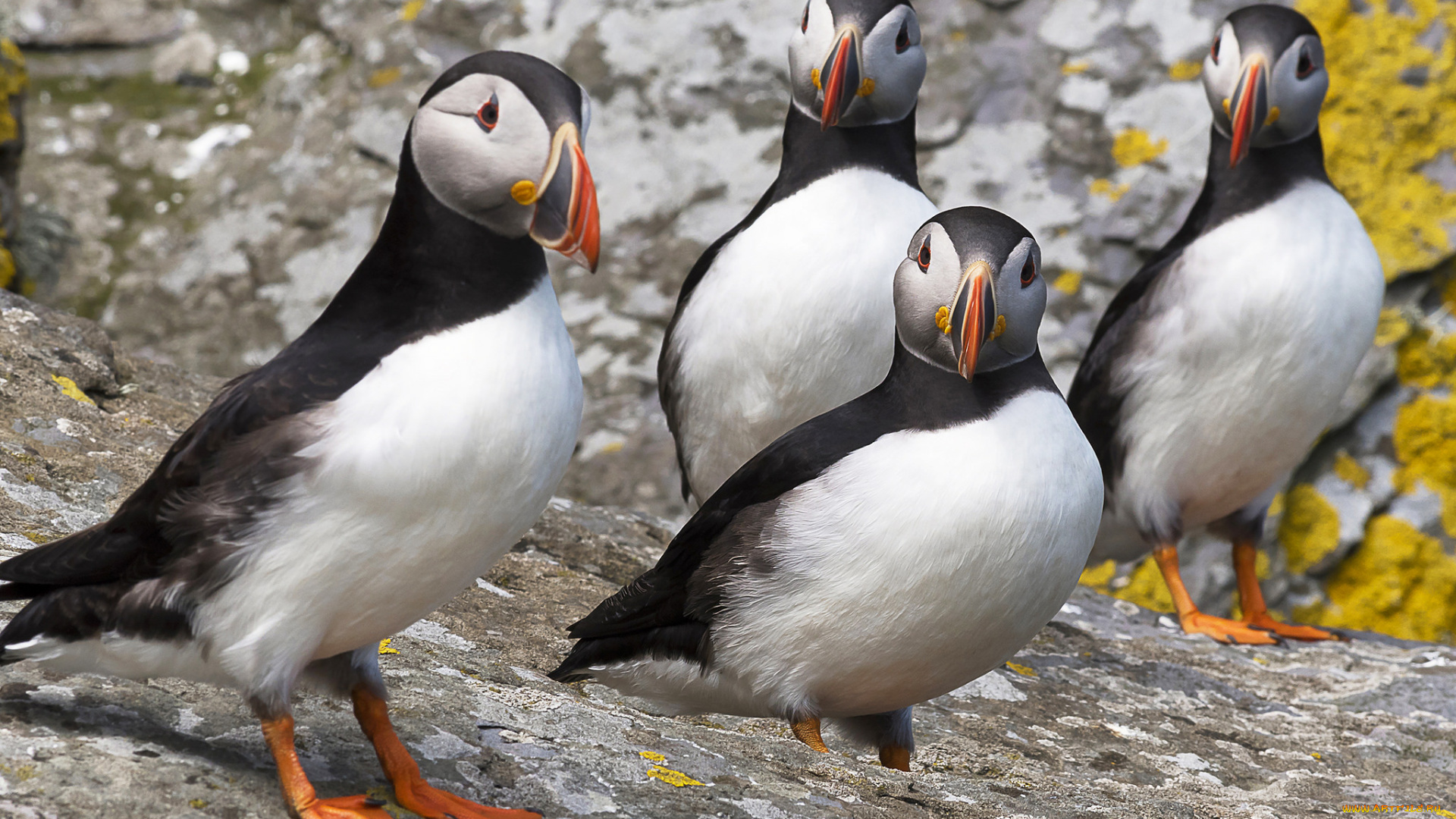 животные, тупики, тупик, окрас, перья, птица