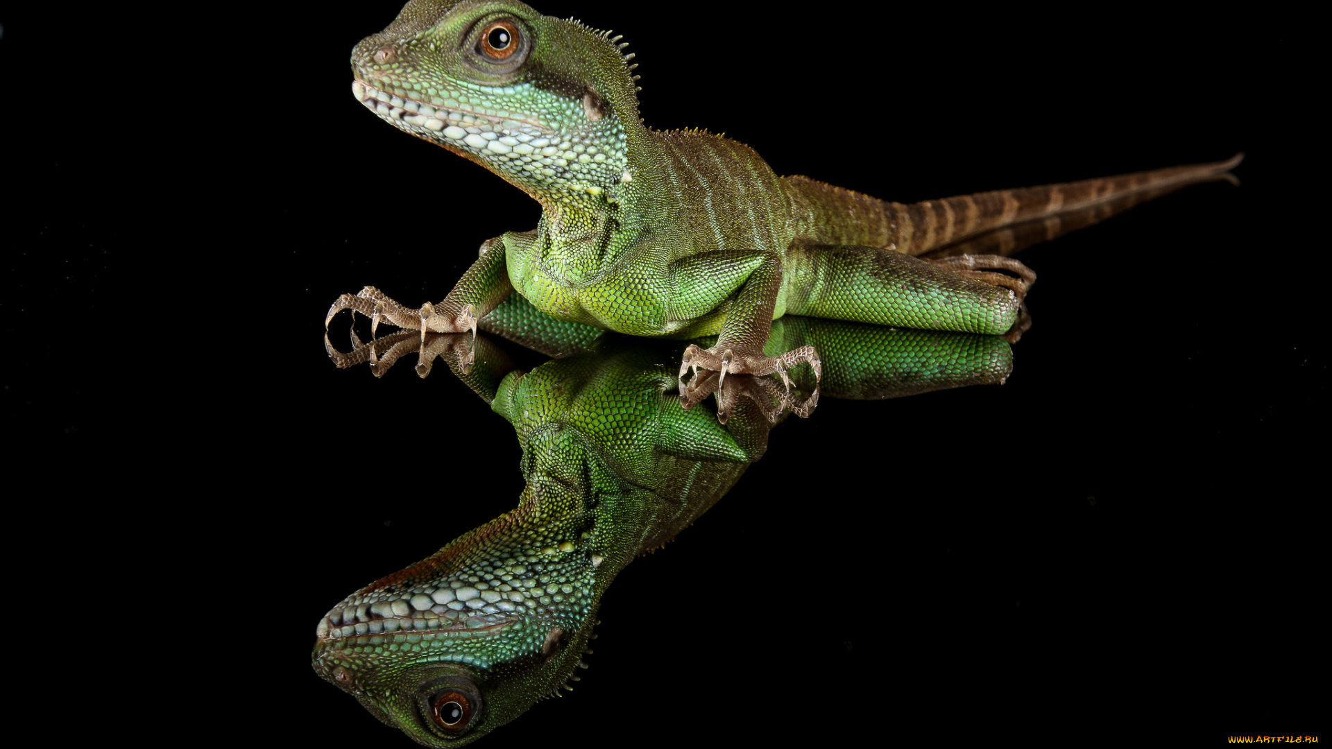 животные, Ящерицы, , игуаны, , вараны, ящерка