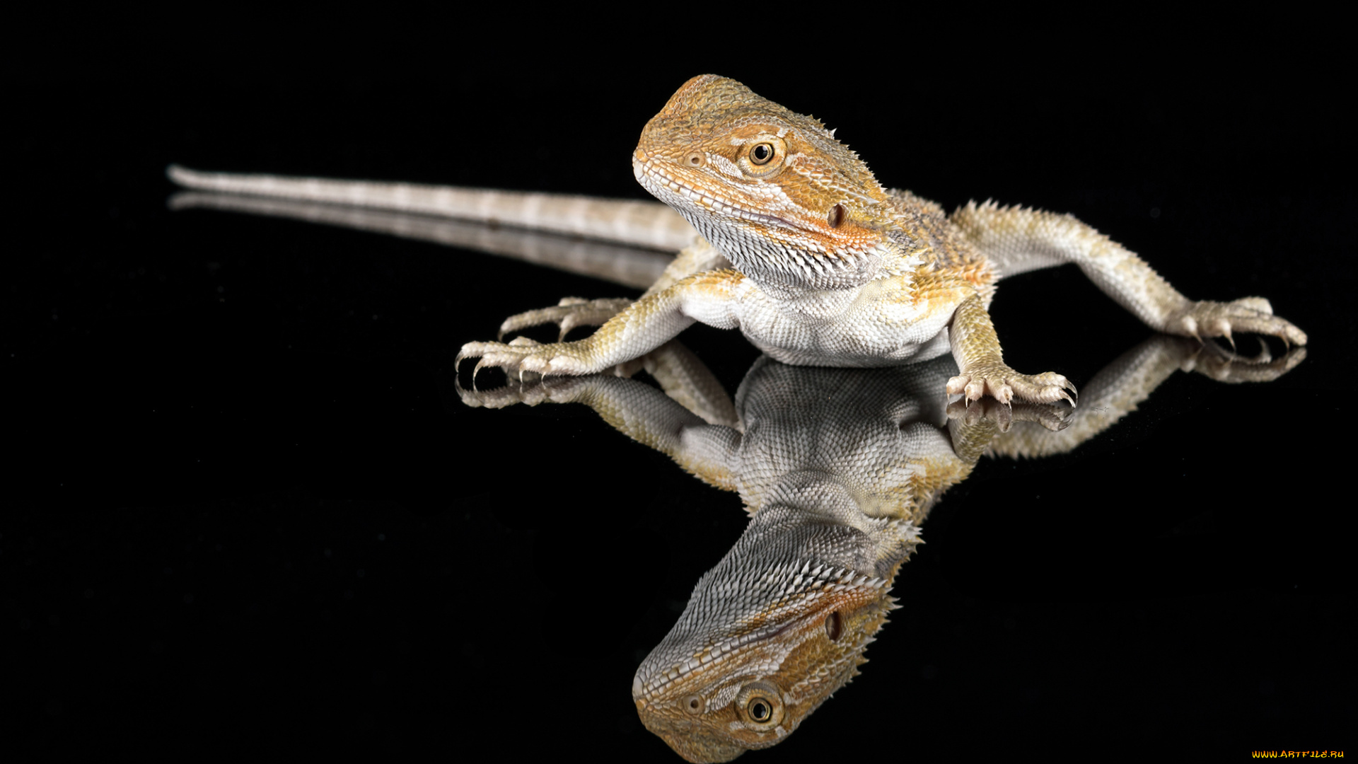 животные, Ящерицы, , игуаны, , вараны, ящерка