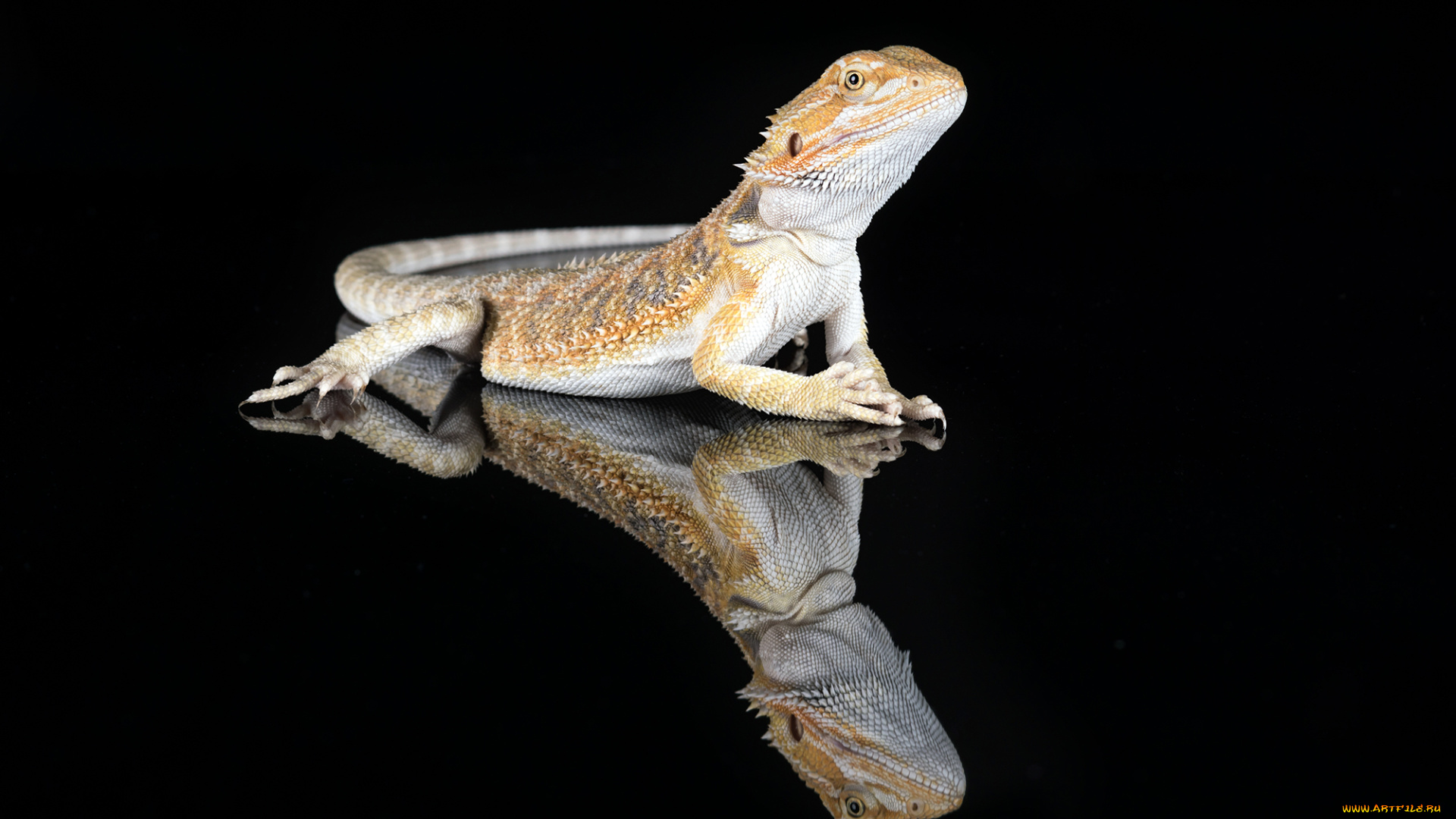 животные, Ящерицы, , игуаны, , вараны, ящерка