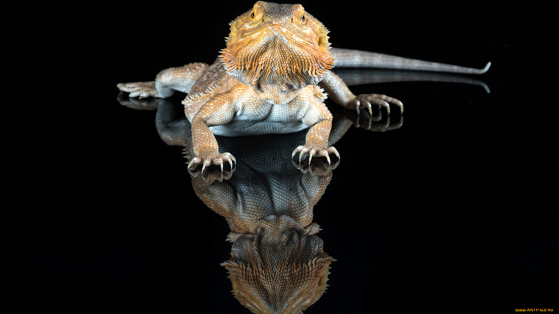 животные, Ящерицы, , игуаны, , вараны, ящерка