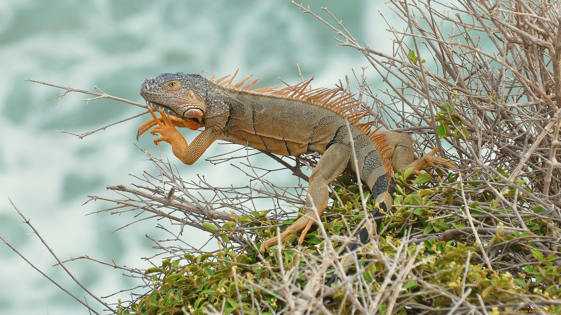 животные, Ящерицы, , игуаны, , вараны, ящерка