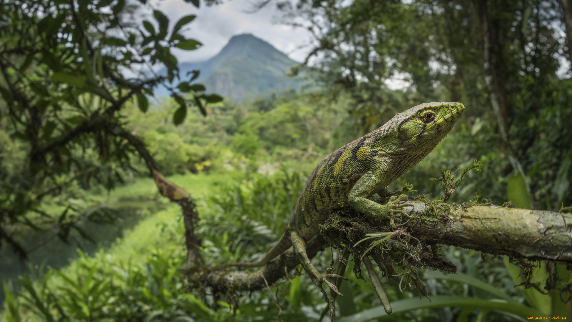 животные, Ящерицы, , игуаны, , вараны, ящерка