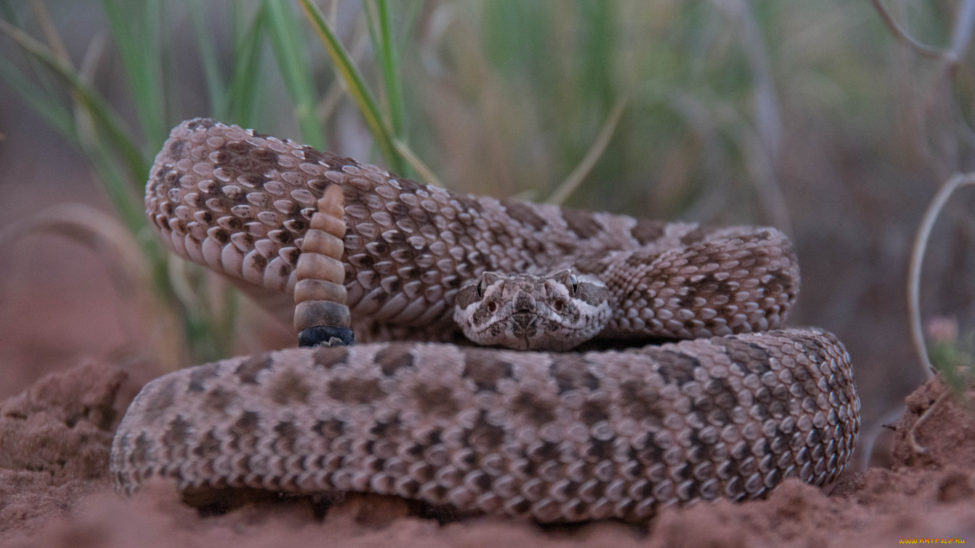 животные, змеи, , питоны, , кобры, змейка