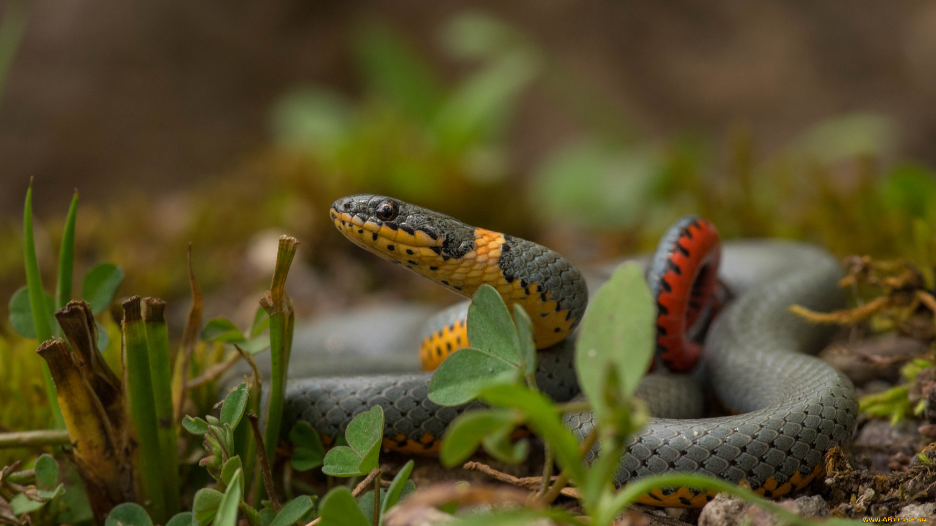 животные, змеи, , питоны, , кобры, змейка