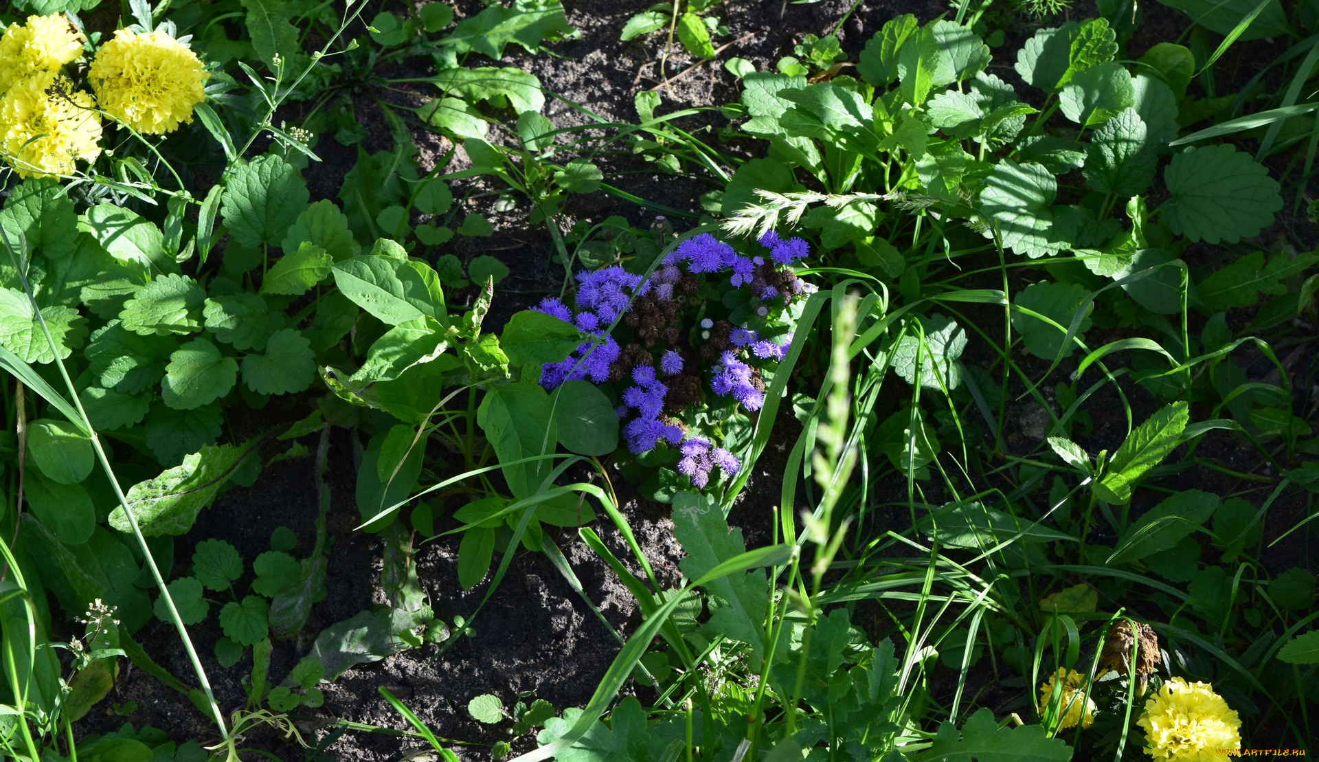 цветы, разные, вместе, разноцветные