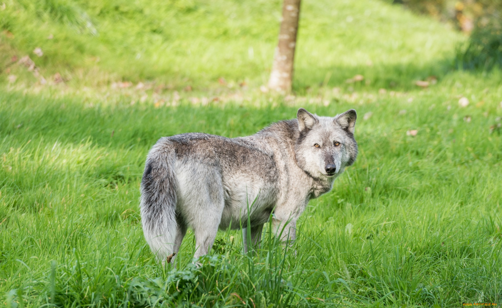 животные, волки, , койоты, , шакалы, трава
