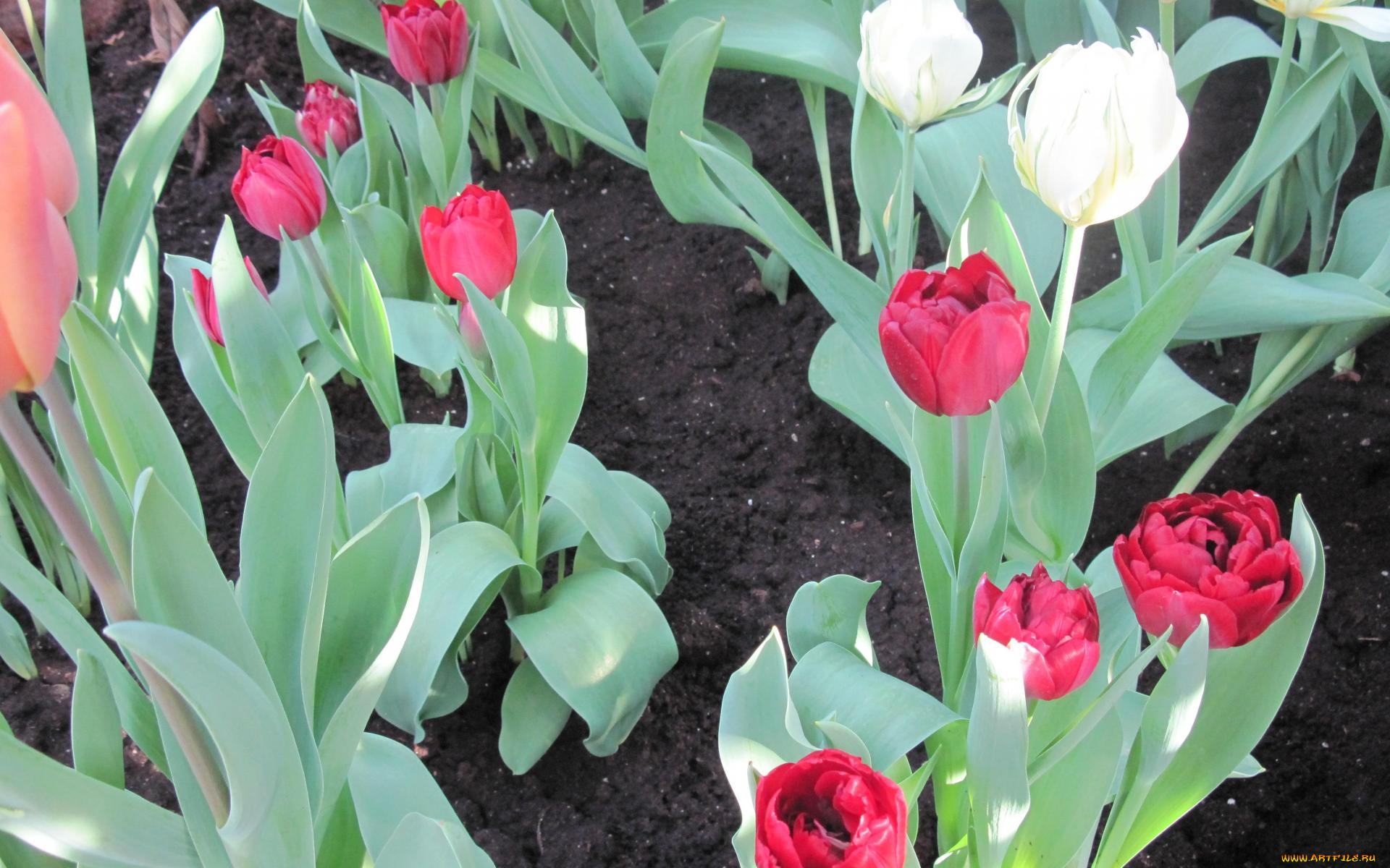 цветы, тюльпаны, клумба, желтые, красные