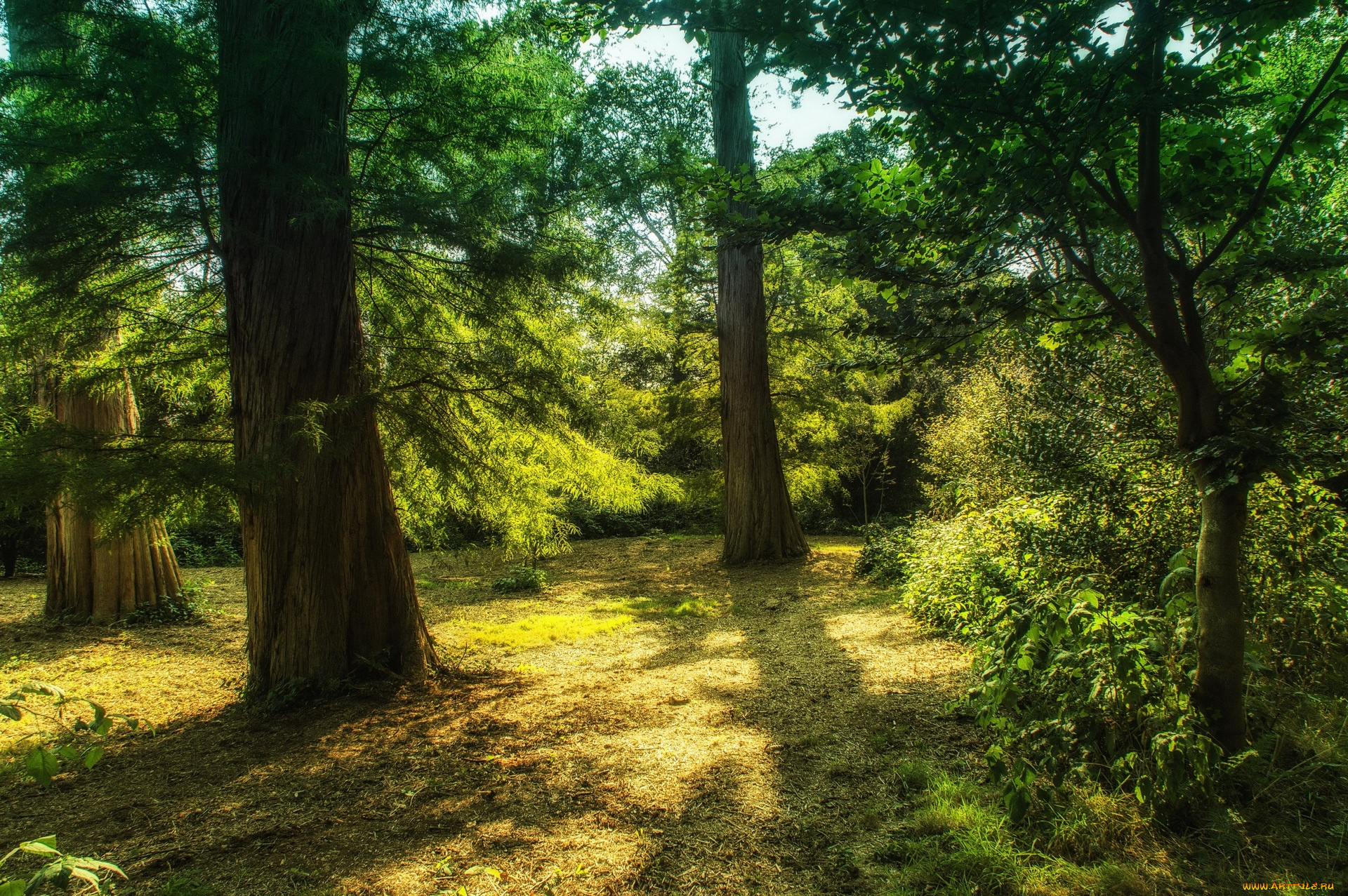 природа, деревья, трава