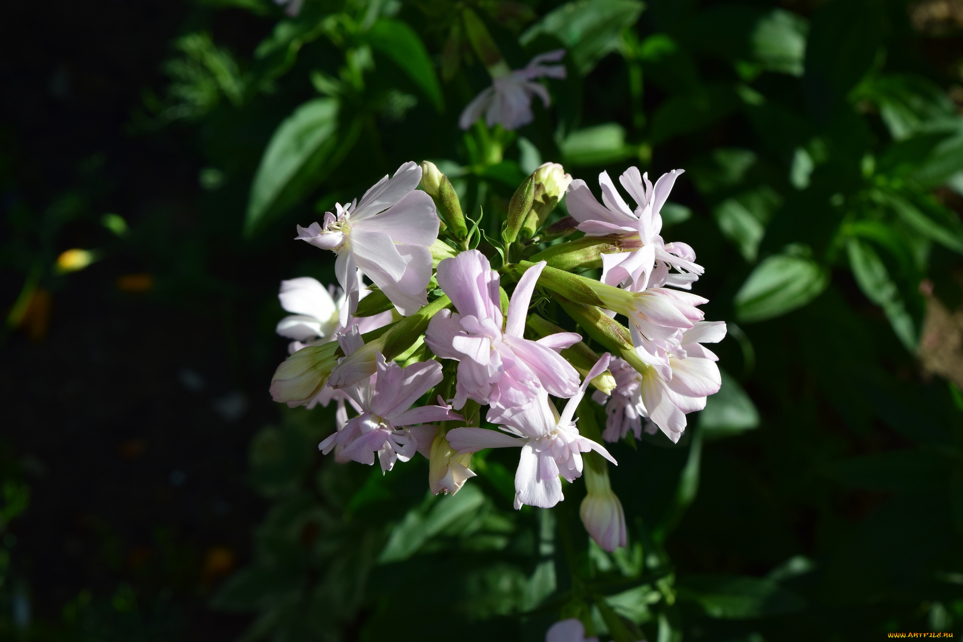 цветы, белый, цвет