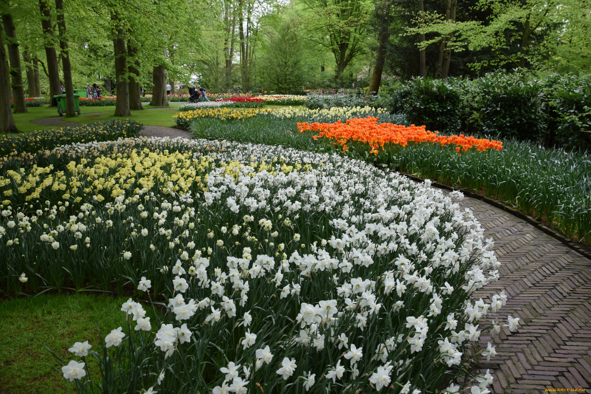 цветы, разные, вместе, разноцветные