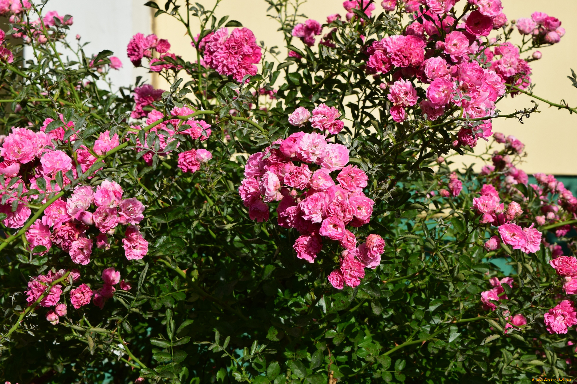 цветы, розы, розовый, цвет