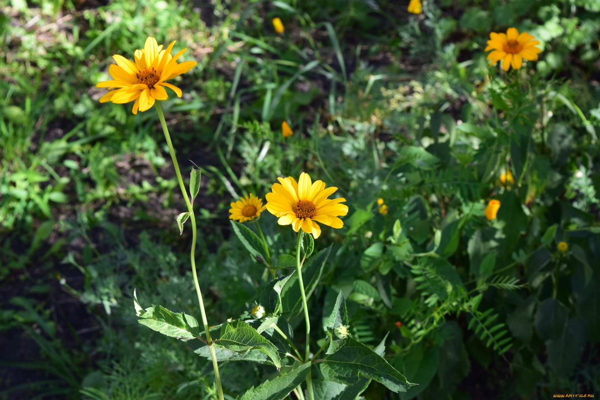 цветы, желтый, цвет