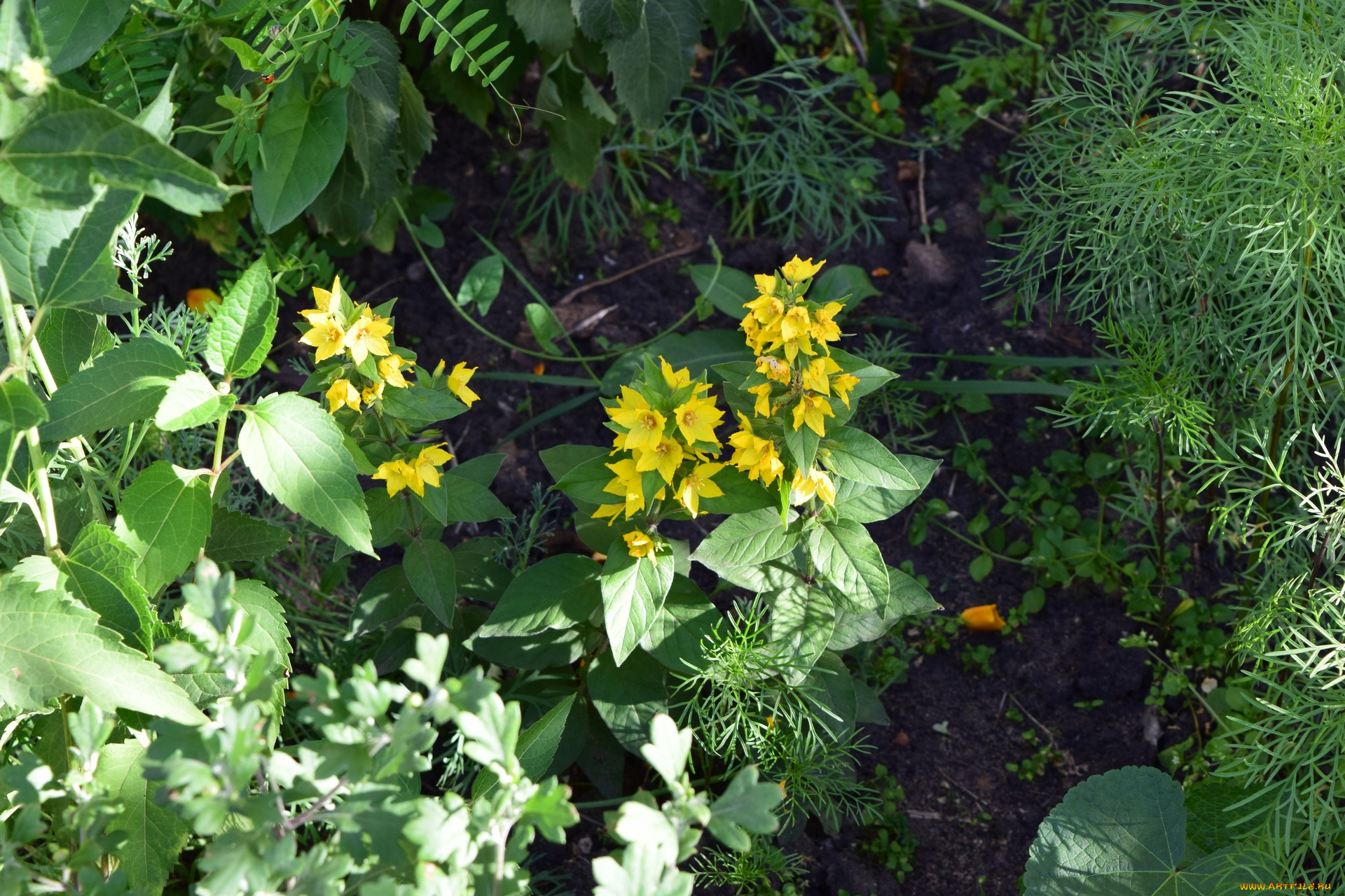 цветы, желтый, цвет