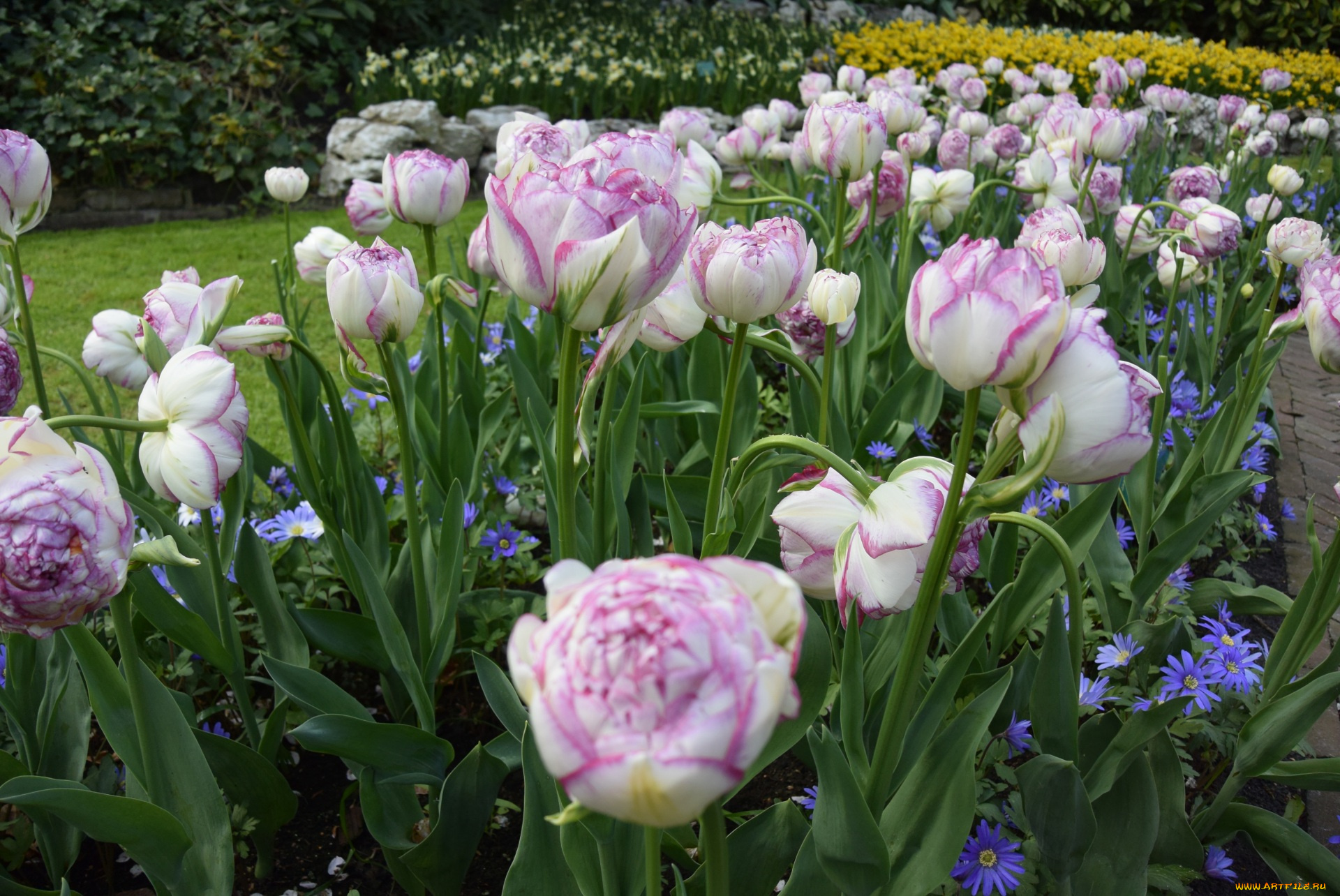 цветы, разные, вместе, разноцветные