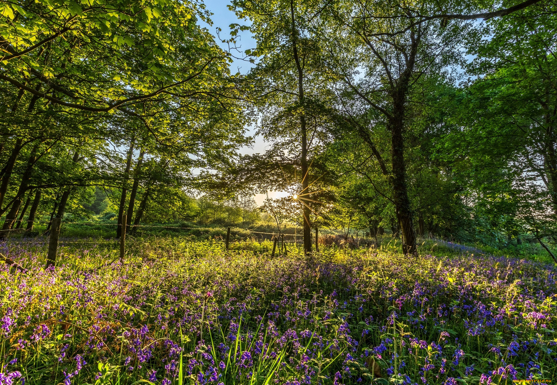 англия, природа, парк, цветы
