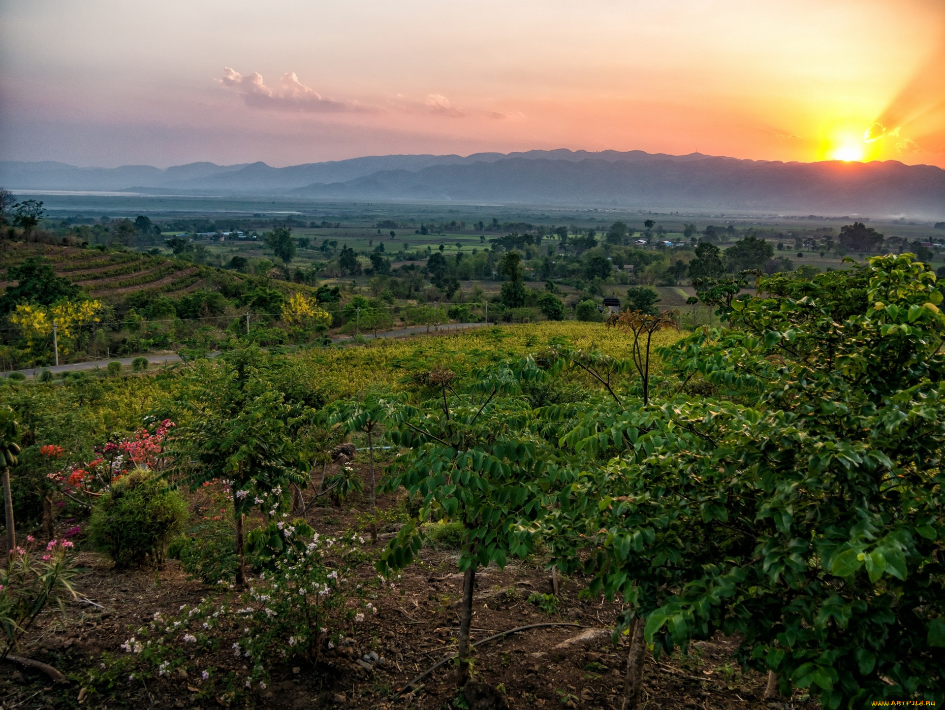природа, восходы, закаты, поля, цветы, трава