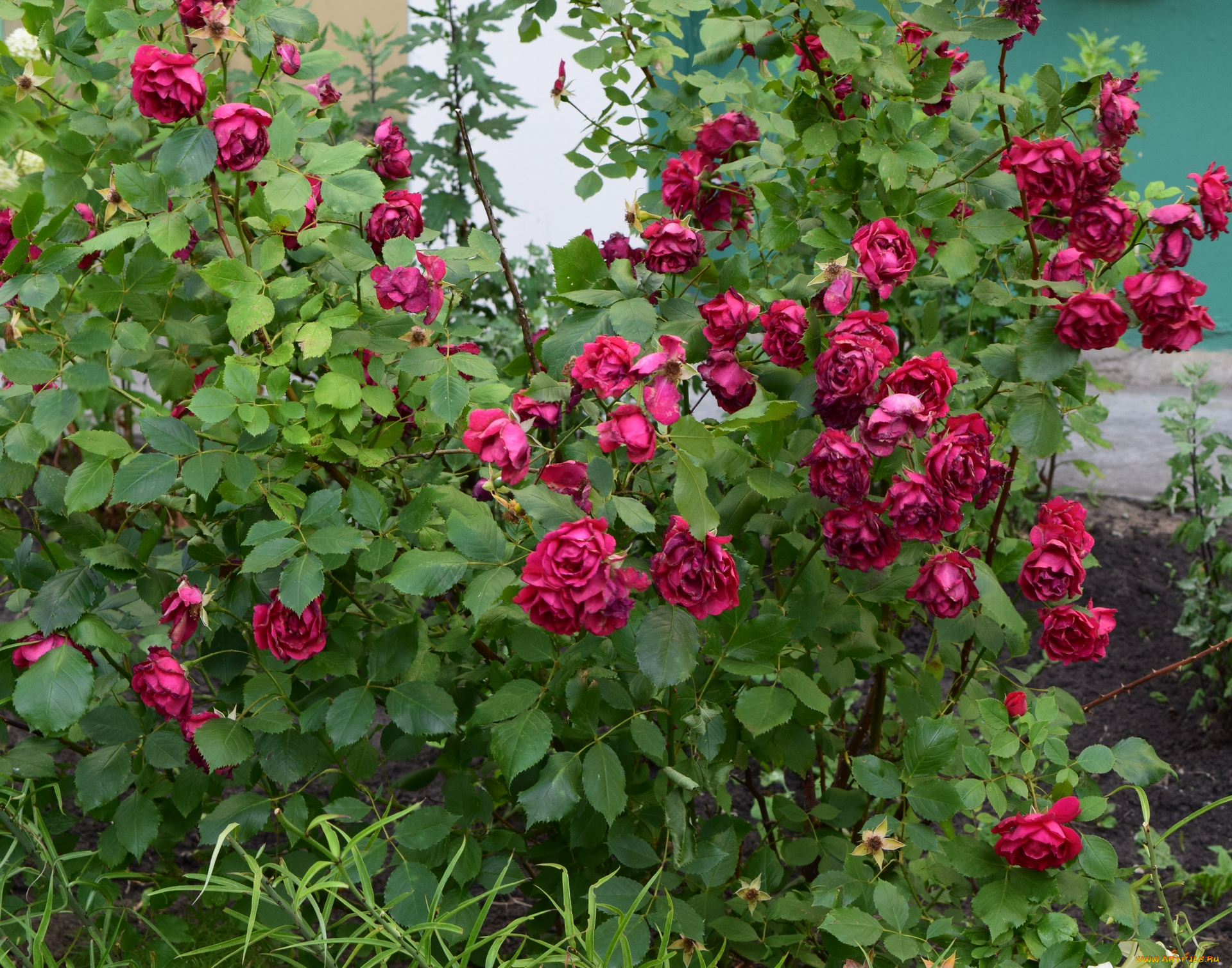 цветы, розы, красный, цвет