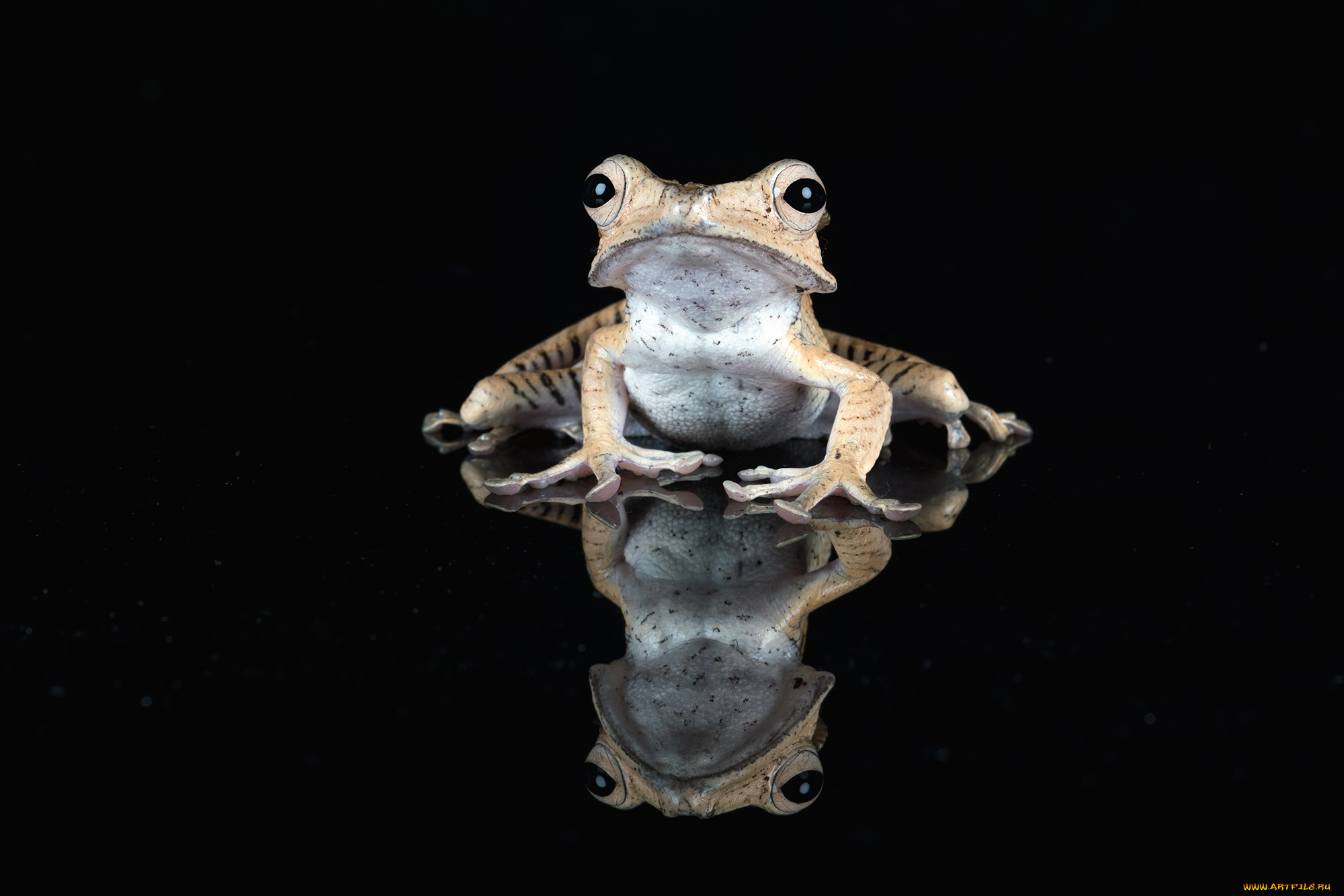 животные, лягушки, лягушка
