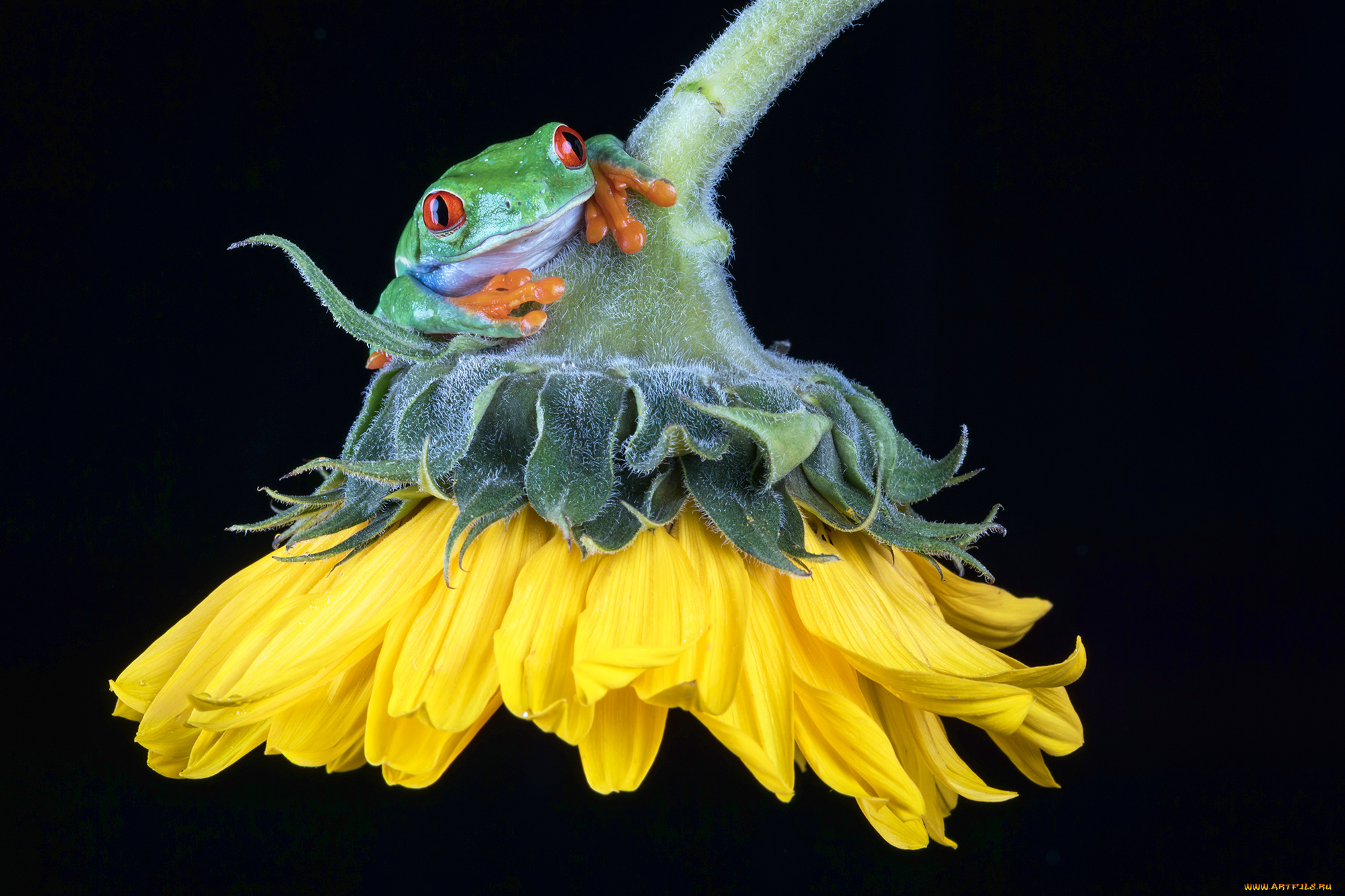 животные, лягушки, лягушка