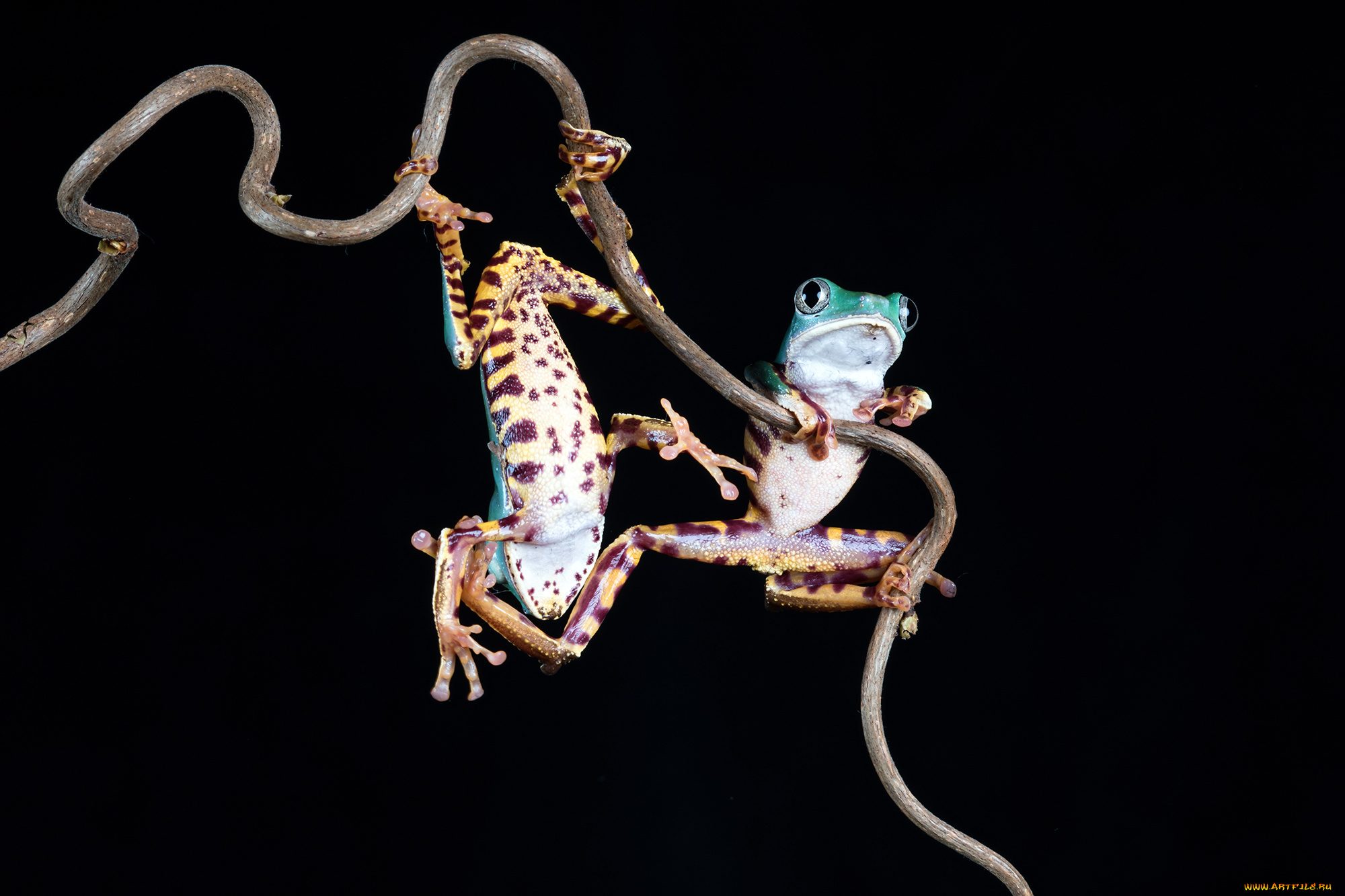 животные, лягушки, лягушка