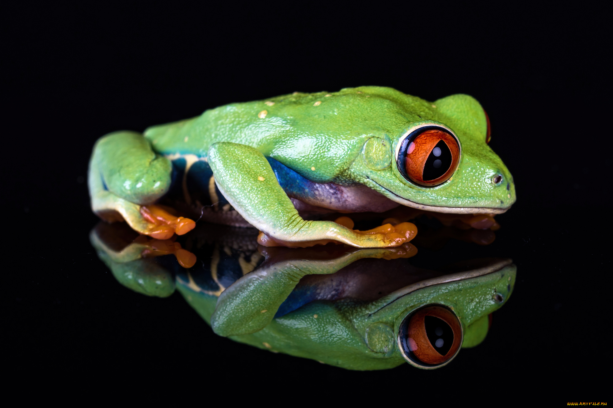 животные, лягушки, лягушка