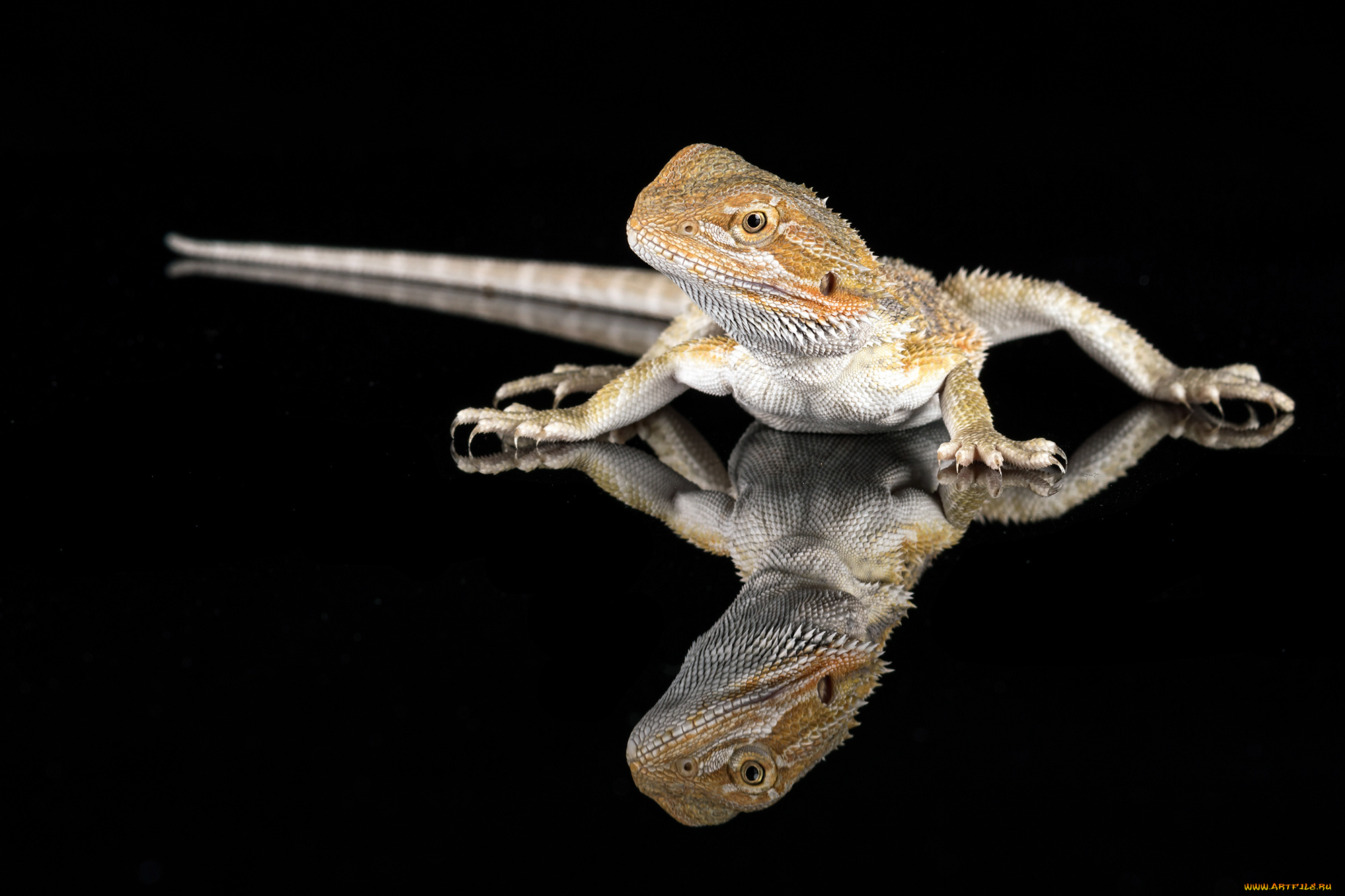 животные, Ящерицы, , игуаны, , вараны, ящерка