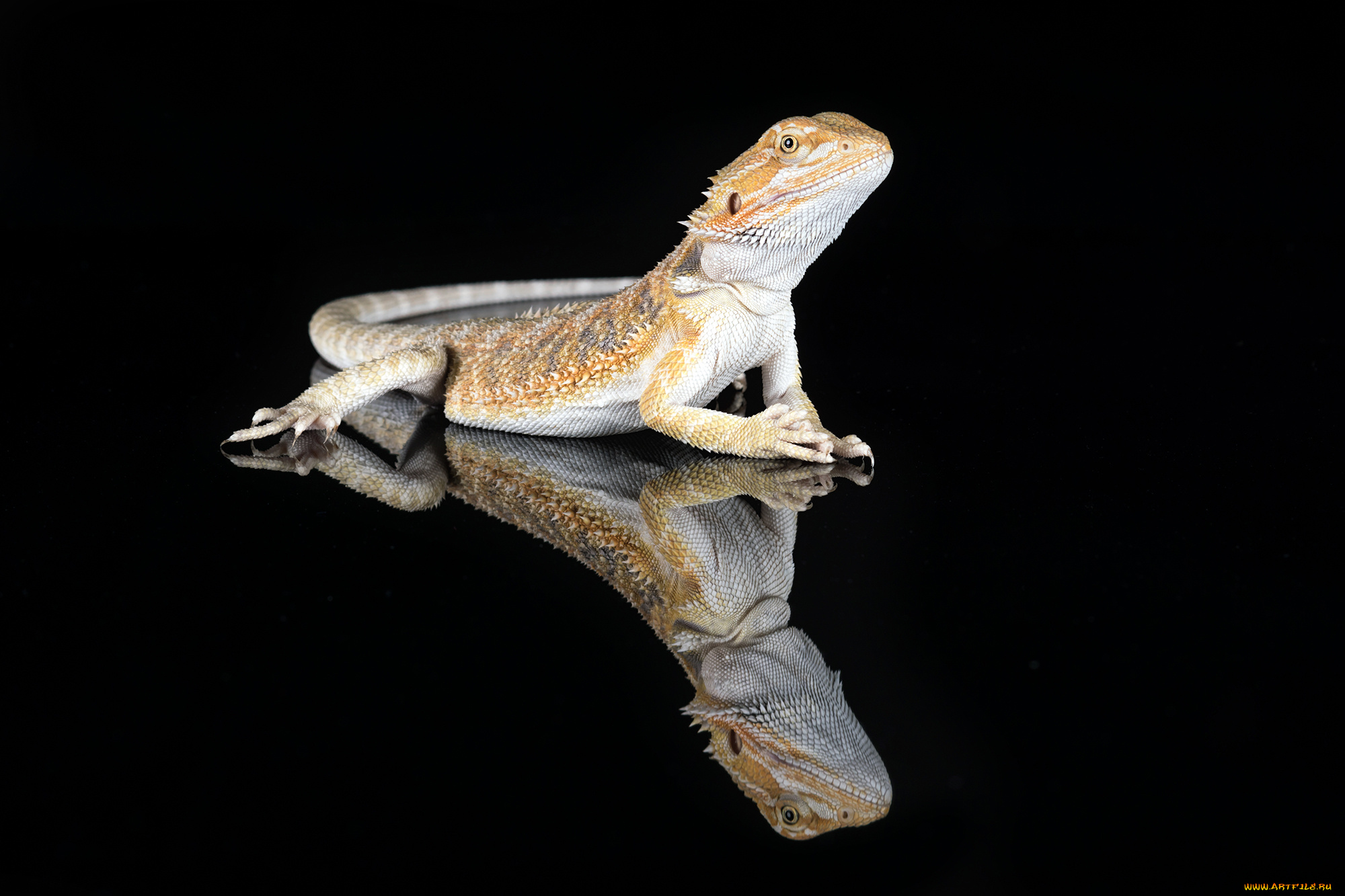 животные, Ящерицы, , игуаны, , вараны, ящерка