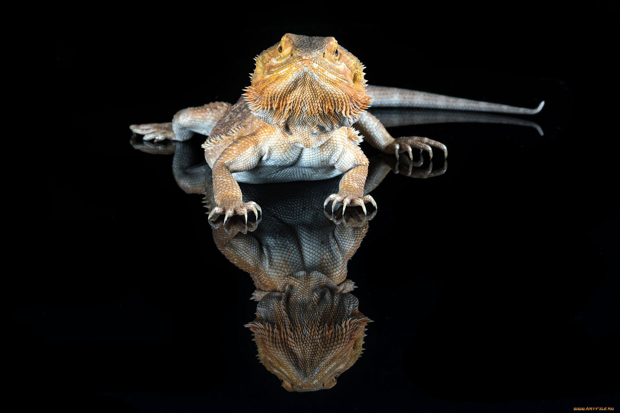 животные, Ящерицы, , игуаны, , вараны, ящерка