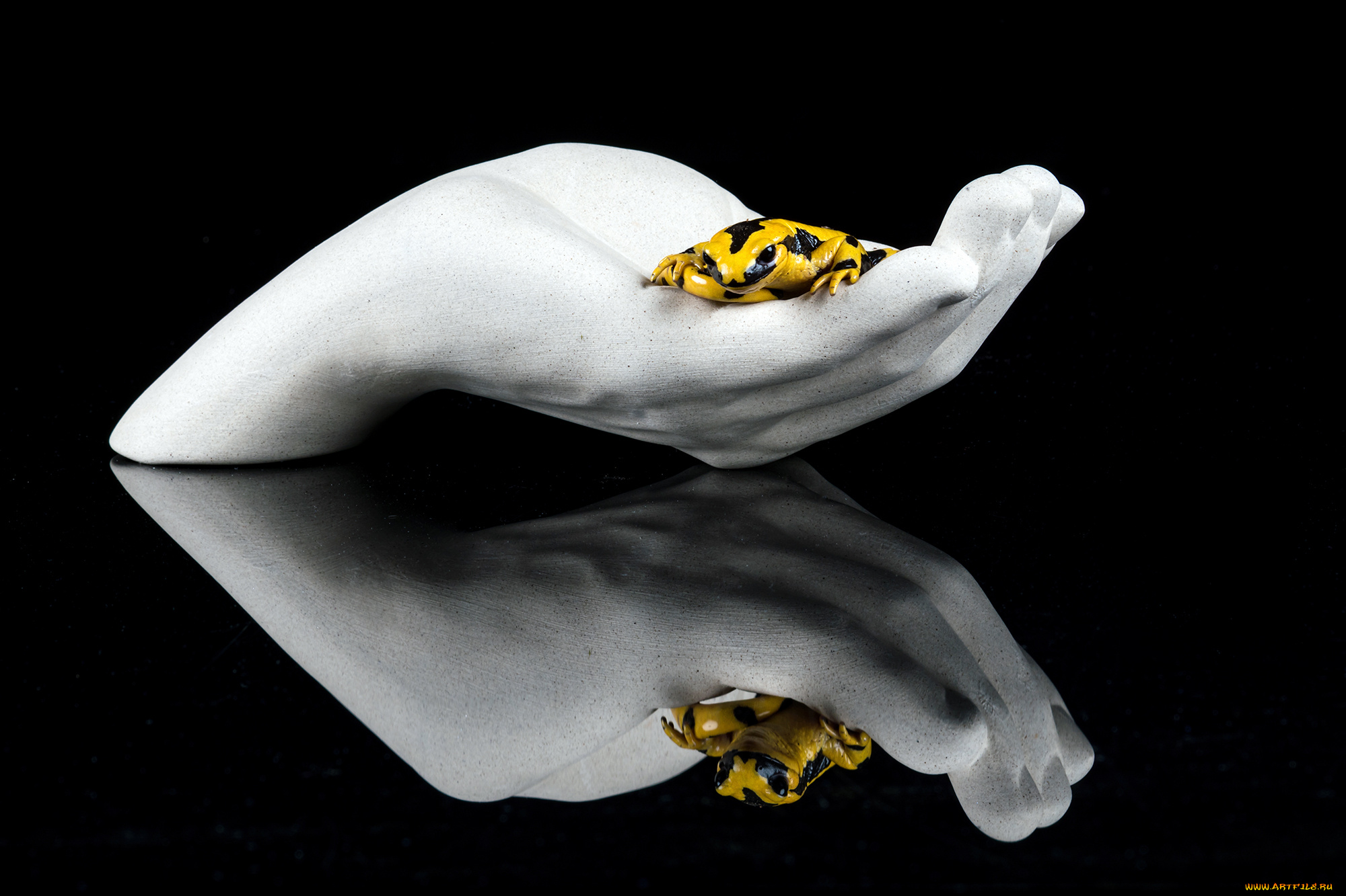 животные, Ящерицы, , игуаны, , вараны, ящерка