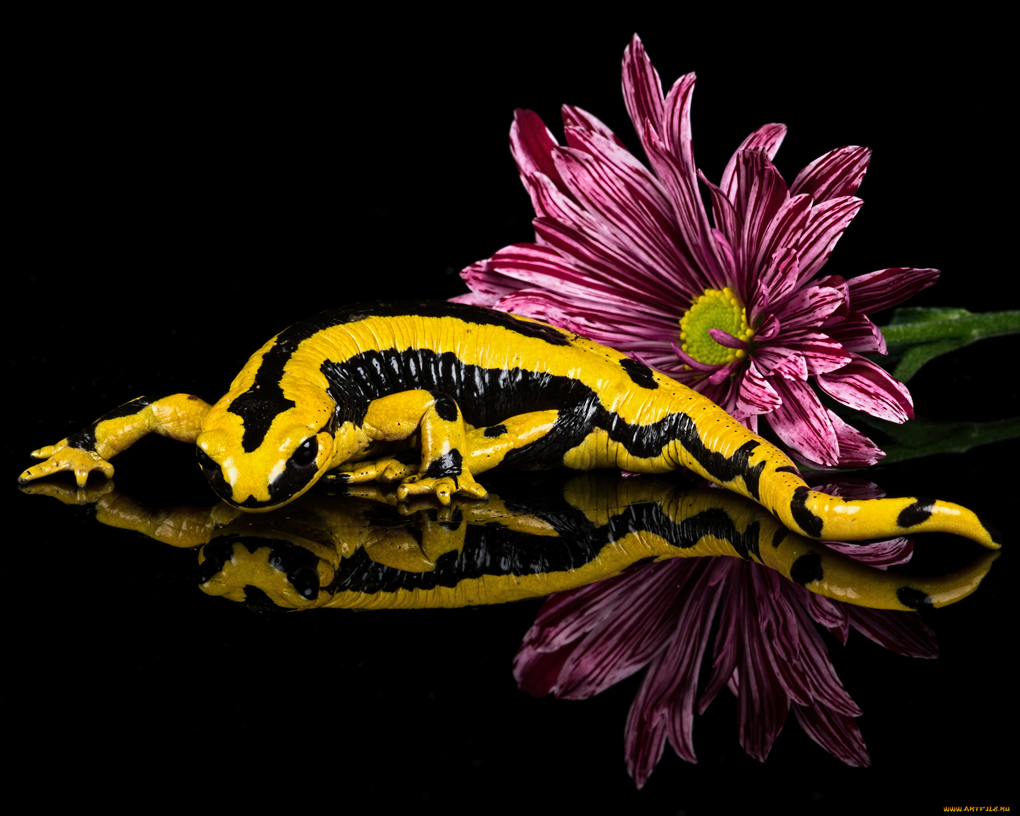 животные, Ящерицы, , игуаны, , вараны, ящерка